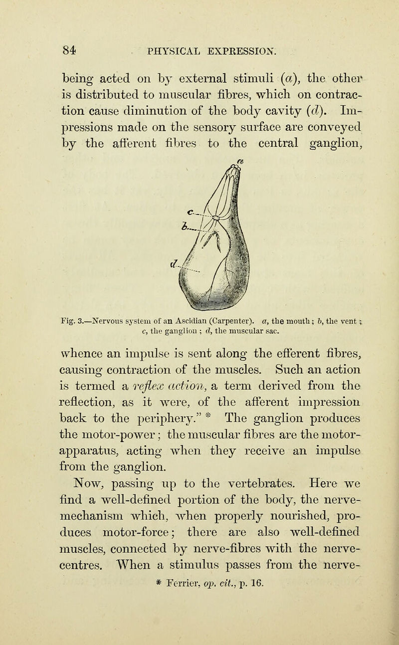 being acted on by external stimuli (a), the other is distributed to muscular fibres, which on contrac- tion cause diminution of the body cavity (d). Im- pressions made on the sensory surface are conveyed by the afferent fibres to the central ganglion, Fig. 3.—Nervous system of an Ascidian (Carpenter), a, the moutla; I), the vent; c, the ganglion ; d, the muscular sac. whence an impulse is sent along the efferent fibres, causing contraction of the muscles. Such an action is termed a reflex action, a term derived from the reflection, as it were, of the afferent impression back to the periphery. * The ganglion produces the motor-power; the muscular fibres are the motor- apparatus, acting when they receive an impulse from the ganglion. Now, passing up to the vertebrates. Here we find a well-defined portion of the body, the nerve- mechanism which, when properly nourished, pro- duces motor-force; there are also well-defined muscles, connected by nerve-fibres with the nerve- centres. When a stimulus passes from the nerve- * Ferrier, op. cit., p. 16.