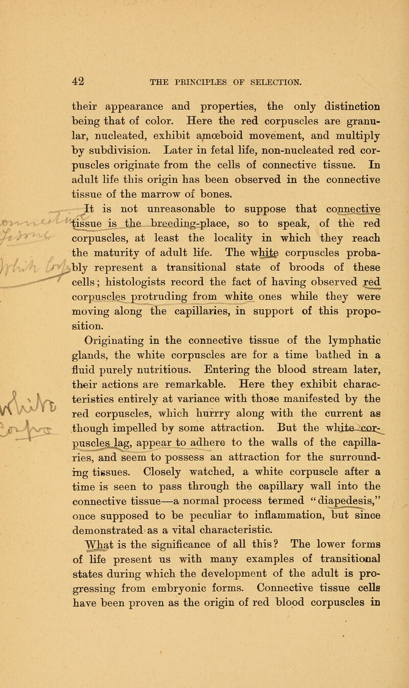 their appearance and properties, the only distinction being that of color. Here the red corpuscles are granu- lar, nucleated, exhibit arnoeboid movement, and multiply by subdivision. Later in fetal life, non-nucleated red cor- puscles originate from the cells of connective tissue. In adult life this origin has been observed in the connective tissue of the marrow of bones. It is not unreasonable to suppose that connective tissue is the breeding-place, so to speak, of the red corpuscles, at least the locality in which they reach the maturity of adult life. The whjjfce corpuscles proba- bly represent a transitional state of broods of these cells; histologists record the fact of having observed red corpuscles protruding from white ones while they were moving along the capillaries, in support of this propo- sition. Originating in the connective tissue of the lymphatic glands, the white corpuscles are for a time bathed in a fluid purely nutritious. Entering the blood stream later, their actions are remarkable. Here they exhibit charac- y\ N \\Tt teristics entirely at variance with those manifested by the red corpuscles, which hurrry along with the current as though impelled by some attraction. But the white-^cor^ puscle§,J.ag, appear to adhere to the walls of the capilla- ries, and seem to possess an attraction for the surround- ing tissues. Closely watched, a white corpuscle after a time is seen to pass through the capillary wall into the connective tissue—a normal process termed  diapedesis, once supposed to be peculiar to inflammation, but since demonstrated as a vital characteristic. What is the significance of all this ? The lower forms of life present us with many examples of transitional states during which the development of the adult is pro- gressing from embryonic forms. Connective tissue cells have been proven as the origin of red blood corpuscles in