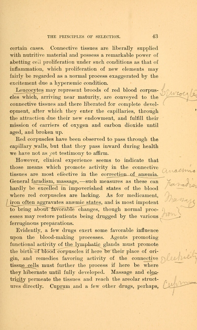 certain cases. Connective tissues are liberally supplied with nutritive material and possess a remarkable power of abetting ceil proliferation under such conditions as that of inflammation, which proliferation of new elements may fairly be regarded as a normal process exaggerated by the excitement due a hyperaemic condition. Leucocytes may represent broods of red blood corpus- cles which, arriving near maturity, are conveyed to the connective tissues and there liberated for complete devel- ' opment, after which they enter the capillaries, through * the attraction due their new endowment, and fulfill their mission of carriers of oxygen and carbon dioxide until aged, and broken up. Red corpuscles have been observed to pass through the capillary walls, but that they pass inward during health we have not as yet testimony to affirm. However, clinical experience seems to indicate that those means which promote activity in the connective tissues are most effective in the correction-~ofanaemia. General faradism, massage,—such measures as these can hardly be excelled in impoverished states of the blood where red corpuscles are lacking. As for medicament, iron often aggravates anaemic states, and is most impotent to bring about favorable changes, though normal proc- esses may restore patients being drugged by the various ferruginous preparations. Evidently, a few drugs exert some favorable influence upon the blood-making processes. Agents promoting functional activity of the lymphatic glands must promote the birth ~5f~bl0od corpuscles if here be their place of ori- gin, and remedies favoring activity of the connective ■■ tissue cells must further the process if here be where they hibernate until fully developed. Massage and elec- tricity permeate the tissues and reach the areolar struct- ures directly. Cuprum and a few other drugs, perhaps, /