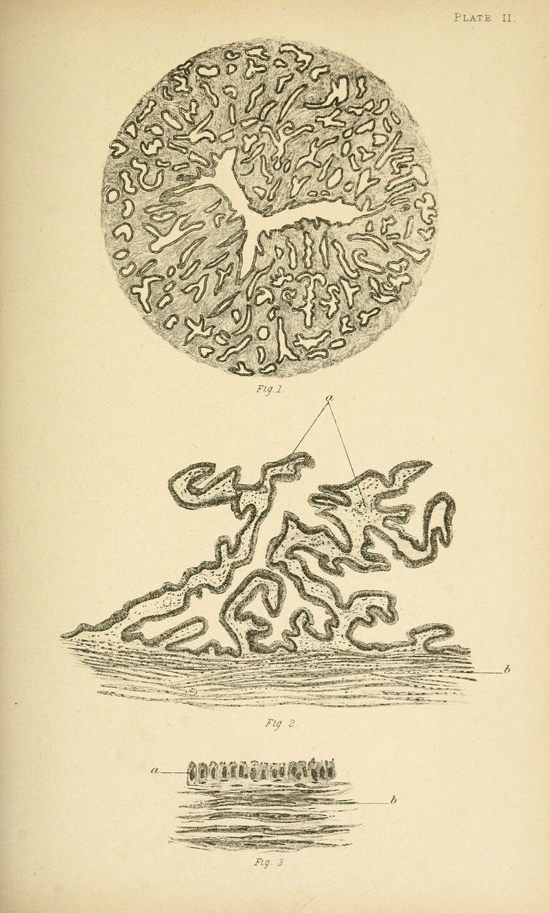 Fi^ 2. -;-■■> Vfr,->fii-^^