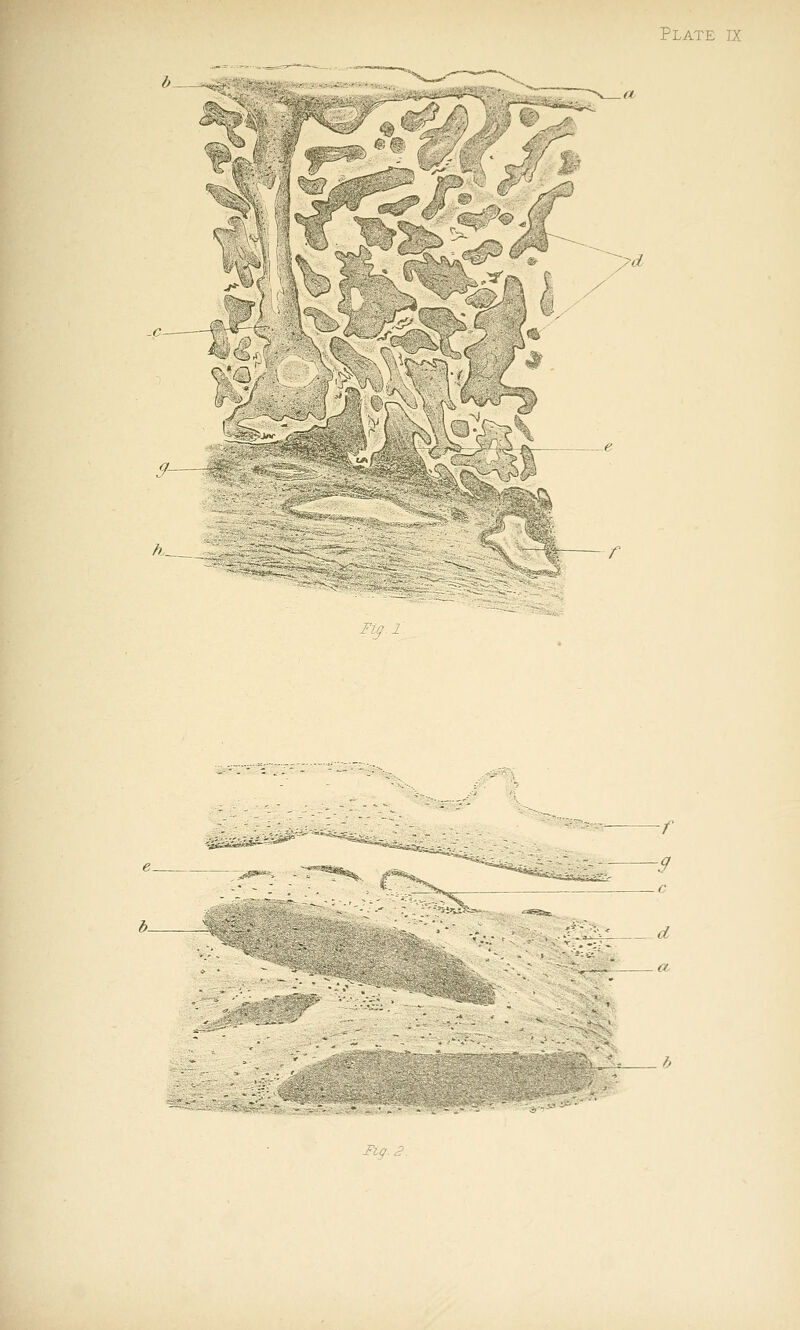 Os^»^ .^^ X)i p:^/ 'j C'3 ,'---'-^ .9— Fi// 1 -g -C d Fig. 2.