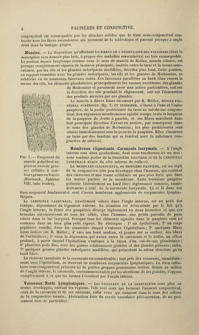 conjonctival est remarquable par les attaches solides que le tissu sous-conjonctival con- tracte avec les fibres ascendantes qui viennent de la sclérotique et passent presque à angle droit dans la tunique propre. Muscles. La disposition qu'affectent les fibres de l'orbiculaire des paupières (dont la description sera donnée plus loin, à propos des maladies musculaires) est très remarquable. La portion depuis longtemps connue sous le nom de muscle de Riolan, muscle ciliaire, est presque complètement séparée de la masse principale, insérée entre le tarse et la trame sous- cutanée, parles cils et les glandes sudoripares modifiées, décrites plus haut. Cette portion, en rapport immédiat avec les glandes sudoripares, les cils et les glandes de Meibomius, se subdivise en de nombreux faisceaux isolés. Ces faisceaux parallèles au bord libre rasent la racine des cils, les éléments glandulaires, principalement les canaux excréteurs des glandes de Meibomius et paraissent avoir une action particulière, soit sur la direction des cils pendant le clignement, soit sur l'évacuation des produits sécrétés par ces glandes. Le muscle à fibres lisses découvert par H. Mùller, muscle pal- pébral supérieur (fig. 1) ET inférieur, s'étend à l'une et l'autre paupière, de la partie postérieure du tarse au cul-de-sac conjonc- tival. Son expansion membraneuse aplatie occupe toute la longueur de la paupière de droite à gauche, et ses fibres marchent dans leur principale direction d'avant en arrière, par conséquent dans le sens des glandes de Meibomius; les plus postérieures sont situées immédiatement sous la peau de la paupière. Elles s'insèrent au tarse par des tendons qui se fondent avec la substance con- jonctive de celui-ci. Fig. 1. —Fragment du muscle palpébral su- périeur aveede gros- ses cellules à con- tours gr umeux foncés (Hartnack, Système VIII, tube rentré). Membrane clignotante. Caroncule lacrymale. — A l'angle interne sont deux productions, dont nous toucherons ici un mot : nous voulons parler de la troisième paupière et de la caroncule lacrymale située du côte interne de celle-ci. La membrane clignotante, ou troisième paupière, est un repli de la conjonctive très peu développé chez l'homme, qui contient des vaisseaux et une trame cellulaire un peu plus forte que dans les autres parties de la membrane. Cette troisième paupière présente latéralement un bord libre légèrement concave, immé- diatement à côté de la caroncule lacrymale. Çà et là dans son tissu conjonctif fondamental sont d'assez nombreux agglomérats de corpuscules lympha- thiques. La caroncule lacrymale, exactement située dans l'angle interne, est un petit îlot conique, dépendance du tégument externe. Sa situation est déterminée par le fait qu'à l'angle interne, la fente des paupières diverge légèrement en deux branches et que ces branches circonscrivent de tous les côtés, chez l'homme, une petite parcelle de peau située dans le lac lacrymal. Presque tous les éléments signalés dans la paupière sont ici contenus dans un bien plus petit espace. On distingue : 1° un épithélium; 2° un corps papillaire ramifié, dans les sinuosités duquel s'enfonce l'épithéliuui ; 3° quelques fibres lisses isolées (de H. Miiller); 4° vers son bord médian, et jusque sur sa surface, des fibres de l'orbiculaire; 5° dans la dépression qui existe entre la caroncule et le bulbe, un sillon profond, à partir duquel l'épithélium s'enfonce à la façon d'un cul-de-sac glandulaire; 6° plusieurs poils fins, avec des gaines relativement grandes et des glandes pileuses; enfin, 7° quelques grosses glandes sudoripares modifiées, qui présentent la même structure qu'au bord libre. La richesse vasculaire de la caroncule est considérable; tout près des vaisseaux, immédiate- ment sous l'épithélium, se trouvent de nombreux corpuscules lymphatiques. Le tissu cellu- laire sous-conjonctival présente ici de petites grappes graisseuses isolées. Située au milieu de l'angle interne, la caroncule, constamment huilée par les sécrétions de ses glandes, s'oppose complètement à ce que les larmes s'écoulent par l'angle interne. Vaisseaux. Nerfs. Lymphatiques. — Les vaisseaux de la conjonctive sont plus ou moins développés, suivant les régions. Tels sont ceux qui forment l'anneau conjonctival, ceux de la caroncule et de ses environs, enfin ceux qui rampent dans la zone des sillons de la conjonctive tarsale. Abstraction faite du cercle vasculaire péri-cornéen, ils ne pré- sentent rien de particulier.