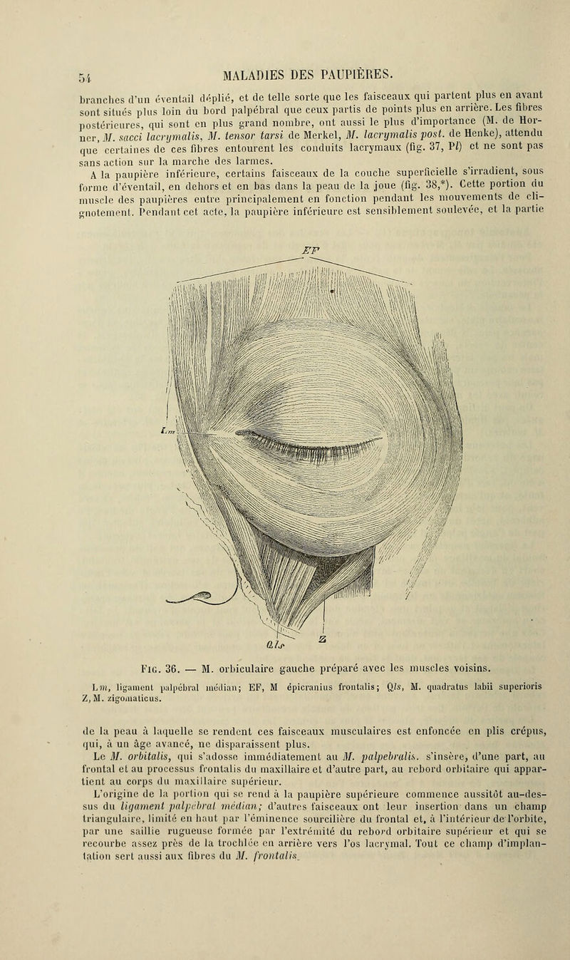 branches d'un éventail déplié, et de telle sorte que les faisceaux qui partent plus en avant sont situés plus loin du bord palpébral que ceux partis de points plus en arrière. Les fibres postérieures, qui sont en plus grand nombre, ont aussi le plus d'importance (M. de Hor- ncr, M. sacci lacrymalis, M. tensor tarsi de Merkel, M. lacrymalis post. de Henke), attendu que certaines de ces fibres entourent les conduits lacrymaux (fig. 37, P/) et ne sont pas sans action sur la marche des larmes. A la paupière inférieure, certains faisceaux de la couche superficielle s'irradient, sous forme d'éventail, en dehors et en bas dans la peau de la joue (fig. 38,*). Cette portion du muscle des paupières entre principalement en fonction pendant les mouvements de cli- gnotement. Pendant cet acte, la paupière inférieure est sensiblement soulevée, et la partie EP û/j» Fig. 36. — M. orbiculaire gauche préparé avec les muscles voisins. Lffl, ligament palpébral médian; EF, M épicranius frontalis; Qls, M. quadratus labii superioris Z, M. zigoinaticus. de la peau à laquelle se rendent ces faisceaux musculaires est enfoncée en plis crépus, qui, à un âge avancé, ne disparaissent plus. Le M. orbitalis, qui s'adosse immédiatement au il/, palpebrulis. s'insère, d'une part, au frontal et au processus frontalis du maxillaire et d'autre part, au rebord orbitaire qui appar- tient au corps du maxillaire supérieur. L'origine de la portion qui se rend à la paupière supérieure commence aussitôt au-des- sus du ligament palpébral médian; d'autres faisceaux ont leur insertion dans un champ triangulaire, limité en haut par l'éminence sourcilière du frontal et, à l'intérieur de l'orbite, par une saillie rugueuse formée par l'extrémité du rebord orbitaire supérieur et qui se recourbe assez près de la trochlée en arrière vers l'os lacrymal. Tout ce champ d'implan- tation sert aussi aux libres du M. frontalis.