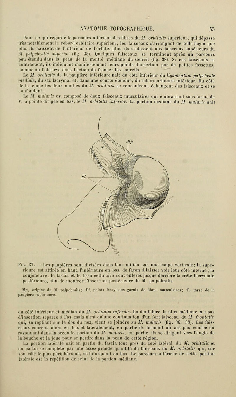 Pour ce qui regarde le parcours ultérieur des fibres du M. orbilalis supérieur, qui dépasse 1res notablement le reboni orbitaire supérieur, les faisceaux s'arrangent de telle façon que plus ils naissent de l'intérieur de l'orbite, plus ils s'adossent aux faisceaux supérieurs du M. palpebralis superior (fig. 38). Quelques faisceaux se terminent après un parcours peu étendu dans la peau de la moitié médiane du sourcil (fig. 38). Si ces faisceaux se contractent, ils indiquent manifestement leurs points d'insertion par de petites fossettes, comme on l'observe dans l'action de froncer les sourcils. Le M. orbitalis de la paupière intérieure naît du côté inférieur du ligamenium palpebrale médiate, du sac lacrymal et, dans une courte étendue, du rebord orbitaire inférieur. Du côté de la tempe les deux moitiés du M. orbitalis se rencontrent, échangent des faisceaux et se confondent. Le .]/. malaris est composé de deux faisceaux musculaires qui embrassent sous forme de V, à pointe dirigée en bas, le M. orbitalis inferior. La portion médiane du M. malaris naît Fig. 37. ■— Les paupières sont divisées dans leur milieu par une coupe verticale; la supé- rieure est attirée en haut, l'inférieure en bas, de façon à laisser voir leur côté interne; la conjonctive, le fascia et le tissu cellulaire sont enlevés jusque derrière la crête lacrymale postérieure, afin de montrer l'insertion postérieure du M. palpebralis. ilp, origine du M. palpebralis; PI, points lacrymaux garnis de fibres musculaires; T, paupière supérieure. tarse de la du côté inférieur et médian du M. orbitalis inferior. La dentelure la plus médiane n'a pas d'insertion séparée à l'os, mais n'est qu'une continuation d'un fort faisceau du M. frontalis qui, se repliant sur le dos du nez, vient se joindre au M. malaris (fig. 36, 38). Les fais- ceaux courent alors en bas et latéralement, en partie ils forment un arc peu courbé en rayonnant dans la seconde portion du M. malaris, en partie ils se dirigent vers l'angle de la bouche et la joue pour se perdre dans la peau de cette région. La portion latérale naît en partie du fascia tout près du côté latéral du M. orbitalis et en partie se complète par une assez grande quantité de faisceaux du M. orbilalis qui, sur son côté le plus périphérique, se bifurquent en bas. Le parcours ultérieur de cette portion latérale est la répétition de celui de la portion médiane.