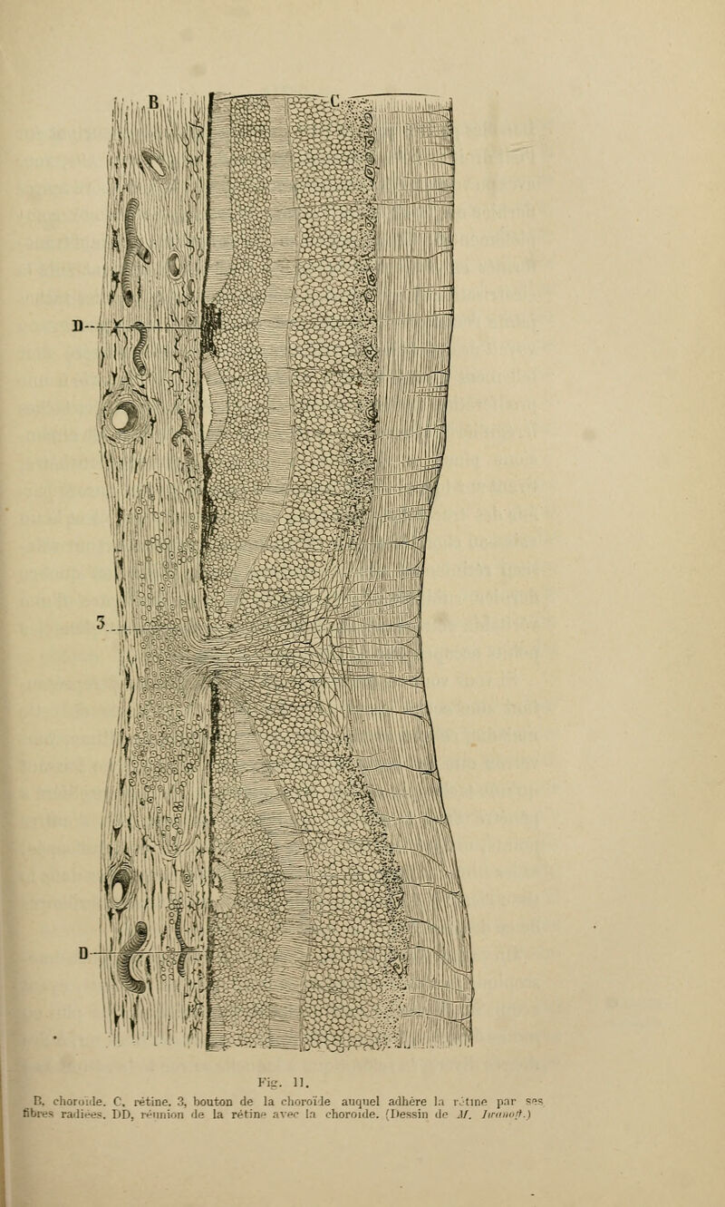 Fig. 11. P.. choroïde. C. rétine. 3, bouton de la choroïde auquel adhère la ritme par s^s