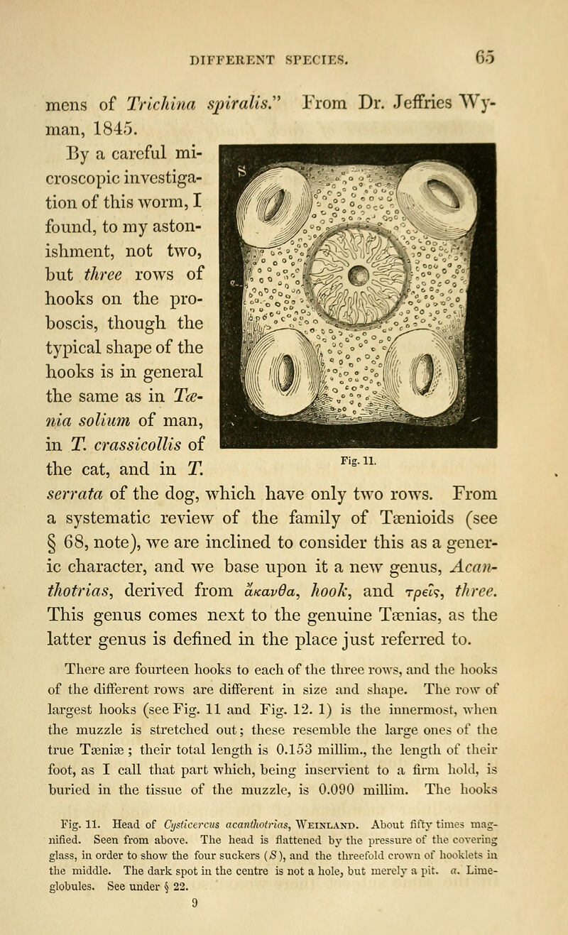 mens of Trichina spiralis. From Dr. Jeffries Wy- man, 1845. By a careful mi- croscopic investiga- tion of this worm, I found, to my aston- ishment, not two, but three rows of hooks on the pro- boscis, though the typical shape of the hooks is in general the same as in Tae- nia solium of man, in T. crassicollis of the cat, and in T. serrata of the dog, which have only two rows. From a systematic review of the family of Tsenioids (see § 68, note), we are inclined to consider this as a gener- ic character, and Ave base upon it a new genus, Acan- thotrias, derived from a/cavOa, hook, and rpeU, three. This genus comes next to the genuine Ta?nias, as the latter genus is defined in the place just referred to. There are fourteen hooks to each of the three rows, and the hooks of the different rows are different in size and shape. The row of largest hooks (see Fig. 11 and Fig. 12. 1) is the innermost, when the muzzle is stretched out; these resemble the large ones of the true Tamias ; their total length is 0.153 millim., the length of their foot, as I call that part which, being inservient to a firm hold, is buried in the tissue of the muzzle, is 0.090 millim. The hooks Fig. 11. Fig. 11. Head of Cyslicercus acanthotrias, Weinland. About fifty times mag- nified. Seen from above. The head is flattened by the pressure of the covering glass, in order to show the four suckers (S), and the threefold crown of booklets in the middle. The dark spot in the centre is not a hole, but merely a pit. a. Lime- globules. See under § 22. 9