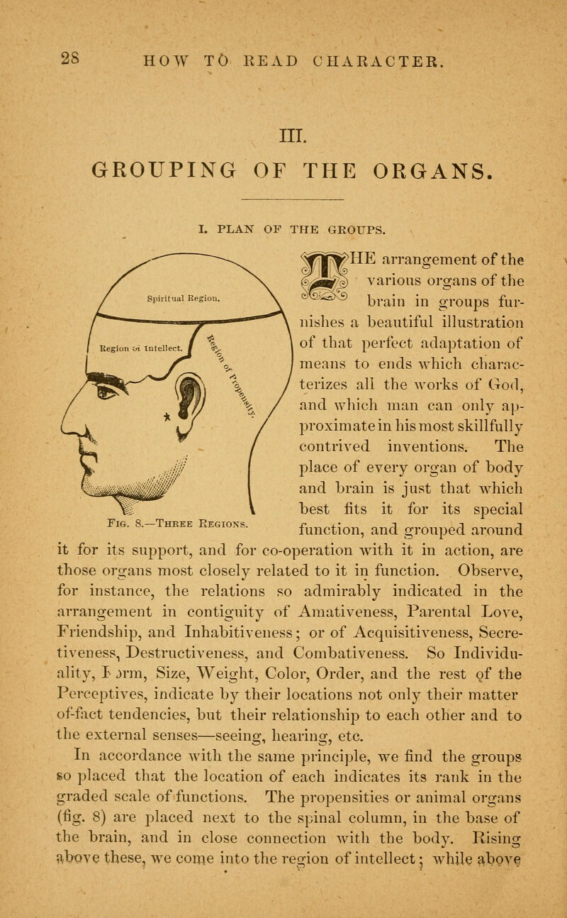 III. GROUPING OF THE ORGANS. Fig. 8.—Three Regions. I. PLAN OF THE GROUPS. <^iTpK>HE arrangement of the ^(^a^i) various organs of the ■<£>,sx£) jji-ain in groups fur- nislies a beautiful illustration of that perfect adaptation of means to ends which charac- terizes all the works of God, and which man can only ap- proximate in his most skillfully contrived inventions. The place of every organ of body and brain is just that which best fits it for its special function, and grouped around it for its support, and for co-operation with it in action, are those organs most closely related to it in function. Observe, for instance, the relations so admirably indicated in the arrangement in contiguity of Araativeness, Parental Love, Friendship, and Inhabitiveness; or of Acquisitiveness, Secre- tiveness, Destructiveness, and Combativeness. So Individu- ality, t jrm. Size, Weight, Color, Order, and the rest of the Perceptives, indicate by their locations not only their matter of-fact tendencies, but their relationship to each other and to the external senses—seeing, hearing, etc. In accordance with the same principle, we find the groups so placed that the location of each indicates its rank in the graded scale of functions. The propensities or animal organs (fig. 8) are placed next to the spinal column, in the base of the brain, and in close connection with the body. Rising ?,bov^ these, we come into the re2:ion of intellect; while above