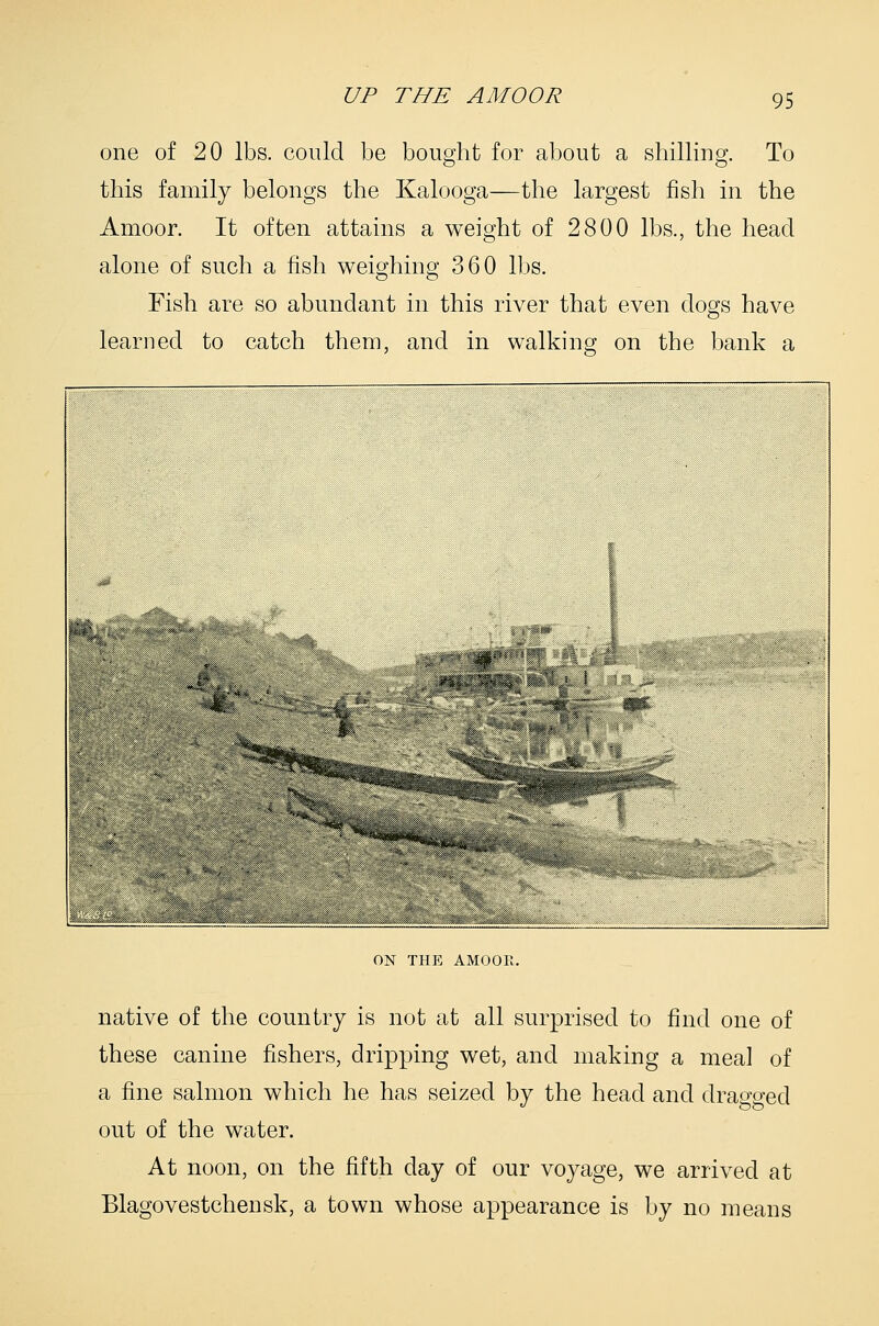 one of 20 lbs. could be bought for about a shilling. To this family belongs the Kalooga—the largest fish in the Amoor. It often attains a weight of 2800 lbs., the head alone of such a fish weighing 360 lbs. Fish are so abundant in this river that even dogs have learned to catch them, and in walking on the bank a ON THE AMOOE, native of the country is not at all surprised to find one of these canine fishers, dripping wet, and making a meal of a fine salmon which he has seized by the head and drao-o-ed out of the water. At noon, on the fifth day of our voyage, we arrived at Blagovestchensk, a town whose appearance is by no means