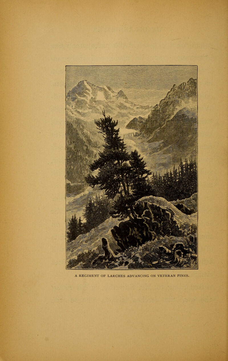 A REGIMENT OF LARCHES ADVANCING ON VETERAN PINES.