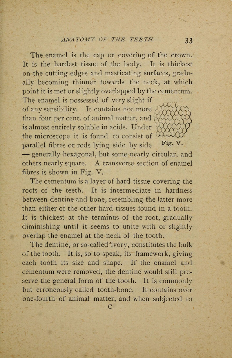 The enamel is the cap or covering of the crown.' It is the hardest tissue of the body. It is thickest on the cutting edges and masticating surfaces, gradu- ally becoming thinner towards the neck, at which point it is met or slightly overlapped by the cementum. The enamel is possessed of very slight if of any sensibility. It contains not more >Z than four per cent, of animal matter, and . , is almost entirely soluble in acids. Under -M the microscope it is found to consist of ;^A~vUjO parallel fibres or rods lying side by side Fi»* v# — generally hexagonal, but some nearly circular, and others nearly square. A transverse section of enamel fibres is shown in Fig. V. The cementum is a layer of hard tissue covering the roots of the teeth. It is intermediate in hardness between dentine and bone, resembling the latter more than either of the other hard tissues found in a tooth. It is thickest at the terminus of the root, gradually diminishing until it seems to unite with or slightly overlap the enamel at the neck of the tooth. The dentine, or so-called'ivory, constitutes the bulk of the tooth. It is, so to speak, its framework, giving each tooth its size and shape. If the enamel and cementum were removed, the dentine would still pre- serve the general form of the tooth. It is commonly but erroneously called tooth-bone. It contains over one-fourth of animal matter, and when subjected to C