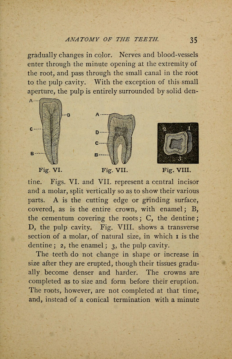 gradually changes in color. Nerves and blood-vessels enter through the minute opening at the extremity of the root, and pass through the small canal in the root to the pulp cavity. With the exception of this small aperture, the pulp is entirely surrounded by solid den- Fig. VI. Fig. VII. Fig. VIII. tine. Figs. VI. and VII. represent a central incisor and a molar, split vertically so as to show their various parts. A is the cutting edge or grinding surface, covered, as is the entire crown, with enamel; B, the cementum covering the roots; C, the dentine; D, the pulp cavity. Fig. VIII. shows a transverse section of a molar, of natural size, in which i is the dentine ; 2, the enamel; 3, the pulp cavity. The teeth do not change in shape or increase in size after they are erupted, though their tissues gradu- ally become denser and harder. The crowns are completed as to size and form before their eruption. The roots, however, are not completed at that time, and, instead of a conical termination with a minute