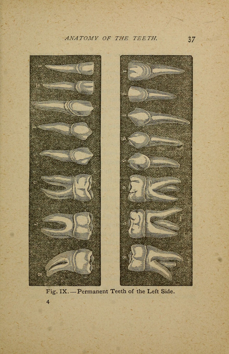 17 Fig. IX. —Permanent Teeth of the Left Side. 4