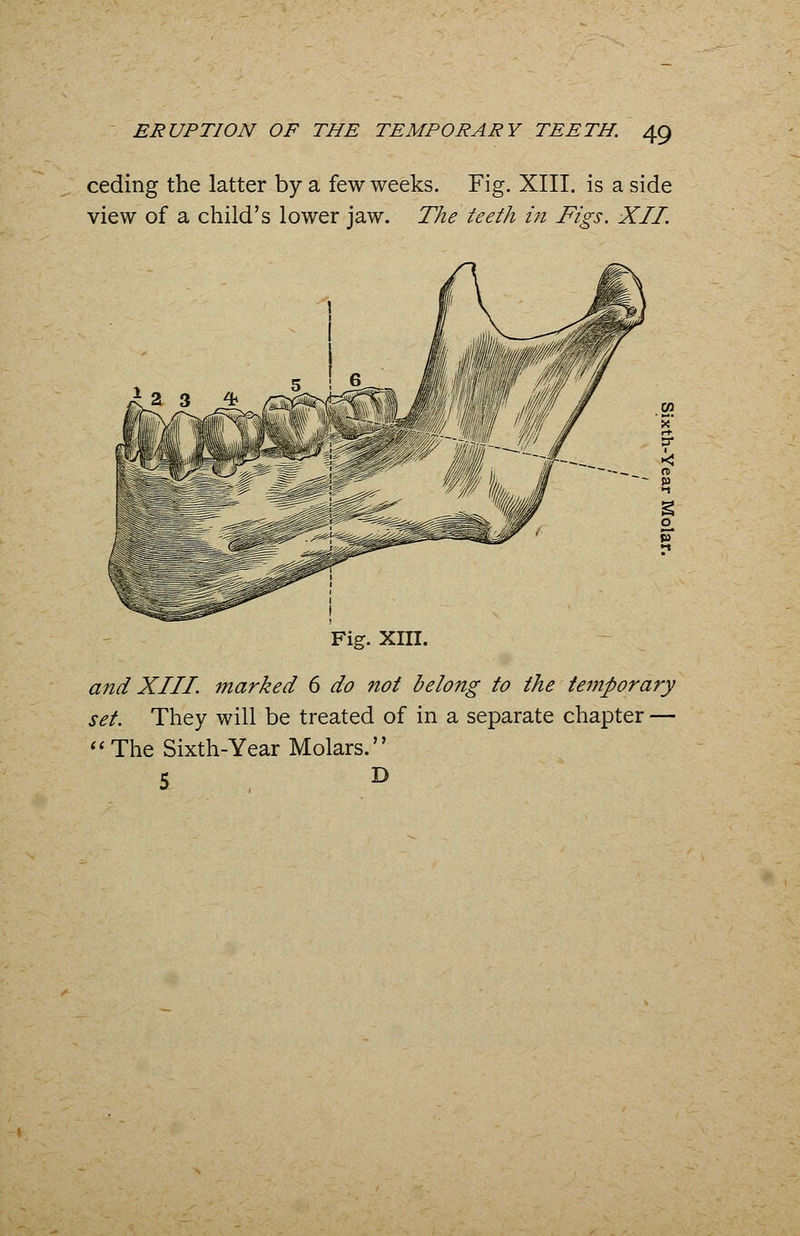 ceding the latter by a few weeks. Fig. XIII. is a side view of a child's lower jaw. The teeth in Figs. XII Fig. XIII. and XIII marked 6 do not belong to the temporary set. They will be treated of in a separate chapter — The Sixth-Year Molars. 5 D