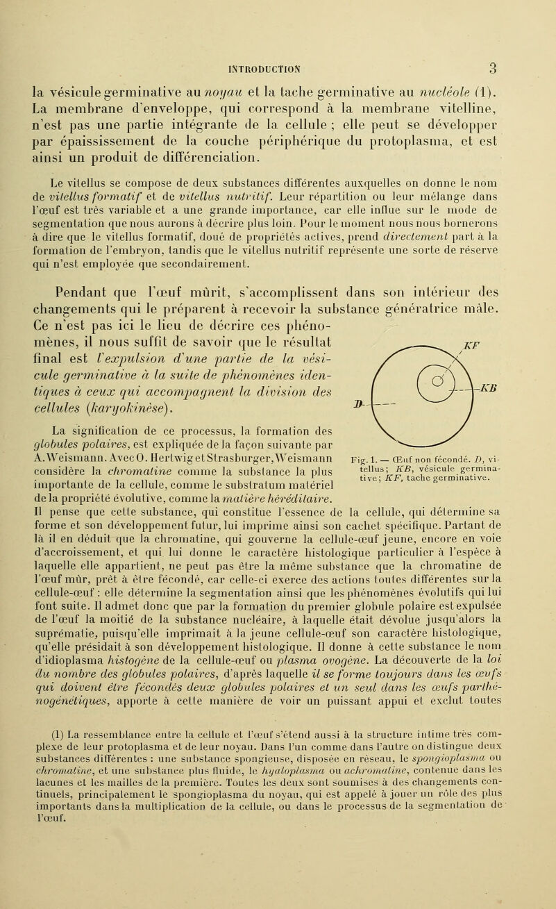 l>-\— la vésiculegerminative diunoijau et la tache germinative au nucléole (1). La membrane d'enveloppe, qui correspond à la membrane vitelline, n'est pas une partie intégrante de la cellule ; elle peut se développer par épaississement de la couche périphérique du protoplasma, et est ainsi un produit de difîérenciation. Le vilellus se compose de deux substances différentes auxquelles on donne le nom de vitellus formatif et de vitellus nutritif. Leur répartition ou leur mélange dans l'œuf est très variable et a une grande importance, car elle influe sur le mode de segmentation que nous aurons à décrire plus loin. Pour le moment nous nous bornerons à dire que le vitellus formatif, doué de propriétés actives, prend directement part à la formation de l'embryon, tandis que le vitellus nutritif représente une sorte de réserve qui n'est employée que secondairement. Pendant que l'œuf mûrit, s'accomplissent dans son intérieur des Ce n'est pas ici le lieu de décrire ces phéno- mènes, il nous suffit de savoir que le résultat ^^„_—«..^ x/' final est rexpulsion d'une partie de la vési- cule germinative à la suite de phénomènes iden- cellules (karyokinèse). La signification de ce processus, la formation des globules polaires, est expliquée delà façon suivante par A.Weismann. AvecO. HertwigetStrasburger,Weismann pig. 1. — Œuf non fécondé. D, vi- considére la chromaline comme la substance la plus *?*' i*^^- yésicuie germina- 1 . , i. ■ 1 tue; .ÊTi^, tache germinative. importante de la cellule, comme le substratum matériel delà propriété évolutive, comme lama/ière héréditaire. Il pense que cette substance, qui constitue l'essence de la cellule, qui détermine sa forme et son développement futur, lui imprime ainsi son cachet spécifique. Partant de là il en déduit que la chromatine, qui gouverne la cellule-œuf jeune, encore en voie d'accroissement, et qui lui donne le caractère histologique particulier à l'espèce à laquelle elle appartient, ne peut pas être la même substance que la chromatine de l'œuf mùr, prêt à être fécondé, car celle-ci exerce des actions toutes différentes sur la cellule-œuf: elle détermine la segmentation ainsi que les phénomènes évolutifs qui lui font suite. 11 admet donc que par la formation du premier globule polaire est expulsée de l'œuf la moitié de la substance nucléaire, à laquelle était dévolue jusqu'alors la suprématie^, puisqu'elle imprimait à la jeune cellule-œuf son caractère histologique, qu'elle présidait à son développement histologique. Il donne à cette substance le nom d'idioplasma histogéne de la cellule-œuf ou plasma ovogène. La découverte de la loi du nombre des globules polaires, d'après laquelle il se forme toujours dans les œufs qui doivent être fécondés deux globules polaires et un seul dans les œufs parthé- nogénétiques, apporte à cette manière de voir un puissant appui et exclut toutes (1) La ressemblance entre la cellule et l'œuf s'étend aussi à la structure intime très com- plexe de leur protoplasma et de leur noyau. Dans l'un comme dans l'autre on distingue deux substances différentes : une substance spongieuse, disposée en réseau, le spongioplasma ou chromatine, et une substance plus tluide, le hyatoplasma ou achromaline, contenue dans les lacunes et les mailles de la première. Toutes les deux sont soumises à des changements con- tinuels, piineipalement le spongioplasma du noyau, qui est appelé à jouer un rôle des plus importants dans la multiplication de la cellule, ou dans le processus de la segmentation de l'œuf.