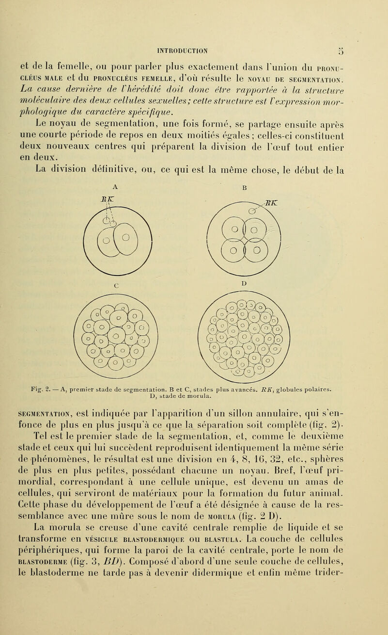 et de la femelle, ou pour parler plus exactement dans l'union du pronu- CLÉUS MALE et du PRONUCLÉUS FEMELLE, d'oÙ résulte le NOYAU DE SEGMENTATION. La cause dernière de lliérédité doit donc être raj^portée à la structure moléculaire des deux cellules sexuelles; cette structure est Vexpression mor- phologique du caractère spécifique. Le noyau de segmentation, une fois formé, se partage ensuite après une courte période de repos en deux moitiés égales ; celles-ci constituent deux nouveaux centres qui préparent la division de l'œuf tout entier en deux. La division définitive, ou, ce qui est la même chose, le début de la RK Fig. 2. —A, premier stade de segmentation. B et C, stades plus avancés. RK, globules polaires. D, stade de moruia. SEGMENTATION, est indiquée par l'apparition d'un sillon annulaire, qui s'en- fonce de plus en plus jusqu'à ce que la séparation soit complète (fig. 2)- Tel est le premier stade de la segmentation, et, comme le deuxième stade et ceux qui lui succèdent reproduisent identiquement la même série de phénomènes, le résultat est une division en 4, 8, 16, 32, etc., sphères de plus en plus petites, possédant chacune un noyau. Bref, l'œuf pri- mordial, correspondant à une cellule unique, est devenu un amas de cellules, qui serviront de matériaux pour la formation du futur animal. Cette phase du développement de l'œuf a été désignée à cause de la res- semblance avec une mûre sous le nom de morula (fig. 2 D). La morula se creuse d'une cavité centrale remplie de liquide et se transforme en vésicule blastodermique ou blastula. La couche de cellules périphériques, qui forme la paroi de la cavité centrale, porte le nom de blastoderme (fig. 3, BD). Composé d'abord d'une seule couche de cellules, le blastoderme ne tarde pas à devenir didermique et enfin même trider-