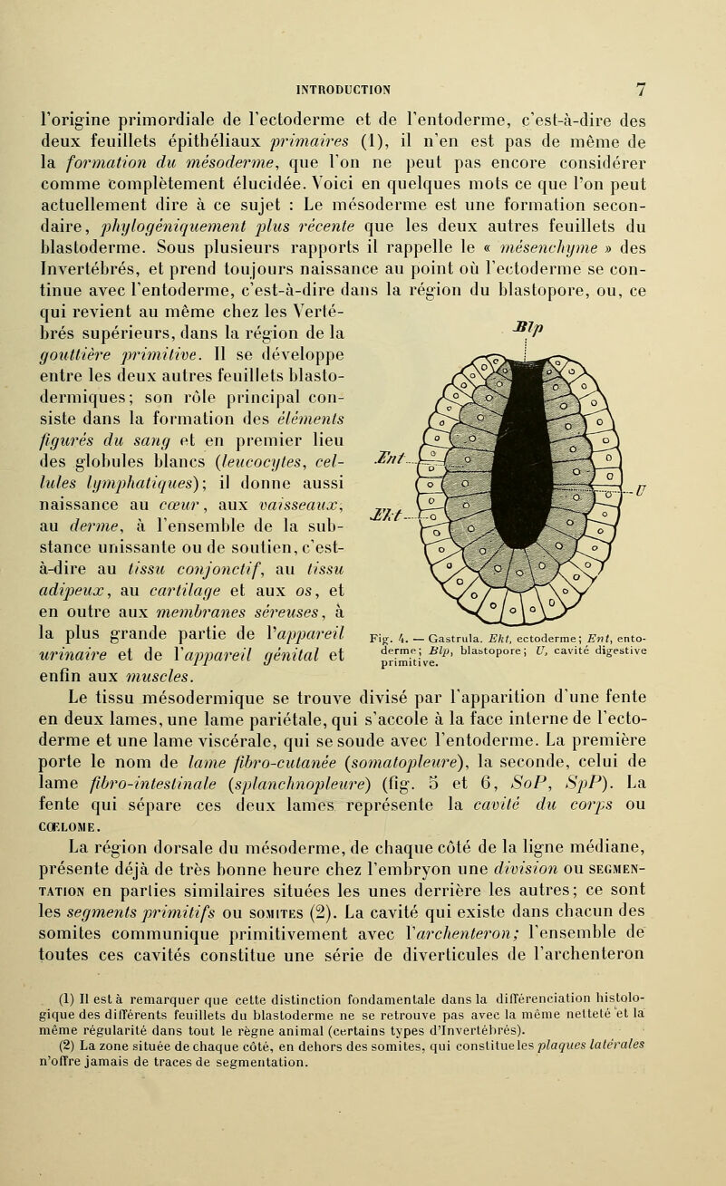 i:nt.. 27cf. l'origine primordiale de l'ectoderme et de Tentoderme, c'est-à-dire des deux feuillets épithéliaux primaires (1), il n'en est pas de même de la formation du mésoderme, que l'on ne peut pas encore considérer comme complètement élucidée. Voici en quelques mots ce que l'on peut actuellement dire à ce sujet : Le mésoderme est une formation secon- daire, phylogéniquement plus récente que les deux autres feuillets du blastoderme. Sous plusieurs rapports il rappelle le « mésenchijme » des Invertébrés, et prend toujours naissance au point où l'ectoderme se con- tinue avec l'entoderme, c'est-à-dire dans la région du blastopore, ou, ce qui revient au même chez les Verté- brés supérieurs, dans la région de la gouttière primitive. Il se développe entre les deux autres feuillets blasto- dermiques; son rôle principal con- siste dans la formation des éléments figurés du sang et en premier lieu des globules blancs {leucocytes, cel- lules lymphatiques); il donne aussi naissance au cœur, aux vaisseaux, au derme, à l'ensemble de la sub- stance unissante ou de soutien, c'est- à-dire au tissit conjonctif, au tissu adipeux, au cartilage et aux os, et en outre aux membranes séreuses, à la plus grande partie de Vappareil urinaire et de Vappareil génital et enfin aux muscles. Le tissu mésodermique se trouve divisé par l'apparition d'une fente en deux lames, une lame pariétale, qui s'accole à la face interne de l'ecto- derme et une lame viscérale, qui se soude avec l'entoderme. La première porte le nom de lame fibro-cutanée (somatopleure), la seconde, celui de lame fibro-intestinale {splanchnopleure) (fig. 5 et 6, SoP, SpP). La fente qui sépare ces deux lames représente la cavité du corps ou COELOME. La région dorsale du mésoderme, de chaque côté de la ligne médiane, présente déjà de très bonne heure chez l'embryon une division ou segmen- tation en parties similaires situées les unes derrière les autres; ce sont les segments primitifs ou somites (2). La cavité qui existe dans chacun des somites communique primitivement avec Varchenteron; l'ensemble de toutes ces cavités constitue une série de diverticules de l'archenteron Fijr. 4. — Gastrula. Ekt, ectoderme; Ent, etito- derme; Bip, blastopore; U, cavité digestive primitive. (1) Il esta remarquer que cette distinction fondamentale dans la difTérenciation histolo- gique des dilTérents feuillets du blastoderme ne se retrouve pas avec la même netteté et la même régularité dans tout le règne animal (certains types d'Invertébrés). (2) La zone située de chaque côté, en dehors des somites, qui constitue les plaques latérales n'offre jamais de traces de segmentation.