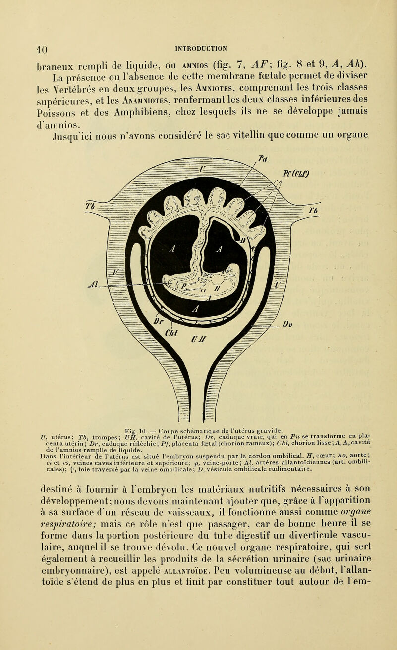 braneux rempli de liquide, ou amnios (%. 7, AF; ûg. 8 et 9, A, Ah). La présence ou l'absence de cette membrane fœtale permet de diviser les Vertébrés en deux groupes, les Amniotes, comprenant les trois classes supérieures, et les Anamniotes, renfermant les deux classes inférieures des Poissons et des Amphibiens, chez lesquels ils ne se développe jamais d'amnios. Jusqu'ici nous n'avons considéré le sac vitellin que comme un organe ^^^ J'fffifJ Fig. 10. — Coupe schématique de l'utérus gravide. U, utérus; Tb, trompes; UH, cavité de l'utérus; Dv, caduque vraie, qui en Pm se transforme en pla- centa utérin; Dr, caduque réfléchie; Pf, placenta fœtal (chorionrameux); Chl, chorion lisse; A, A,cavité de l'amnios remplie de liquide. Dans l'intérieur de l'utérus est situé l'embryon suspendu par le cordon ombilical. H, cœur; Ao, aorte; ci et es, veines caves inférieure et supérieure; p, veine-porte; Al, artères allantoïdiennes (art. ombili- cales); -J-, foie traversé par la veine ombilicale; £>, vésicule ombilicale rudimentaire. destiné à fournir à l'embryon les matériaux nutritifs nécessaires à son développement; nous devons maintenant ajouter que, grâce à l'apparition à sa surface d'un réseau de vaisseaux, il fonctionne aussi comme organe 7'espiratoire; mais ce rôle n'est que passager, car de bonne heure il se forme dans la portion postérieure du tube digestif un diverticule vascu- laire, auquel il se trouve dévolu. Ce nouvel organe respiratoire, qui sert également à recueillir les produits de la sécrétion urinaire (sac urinaire embryonnaire), est appelé allantoïde. Peu volumineuse au début, l'allan- toïde s'étend de plus en plus et finit par constituer tout autour de l'em-