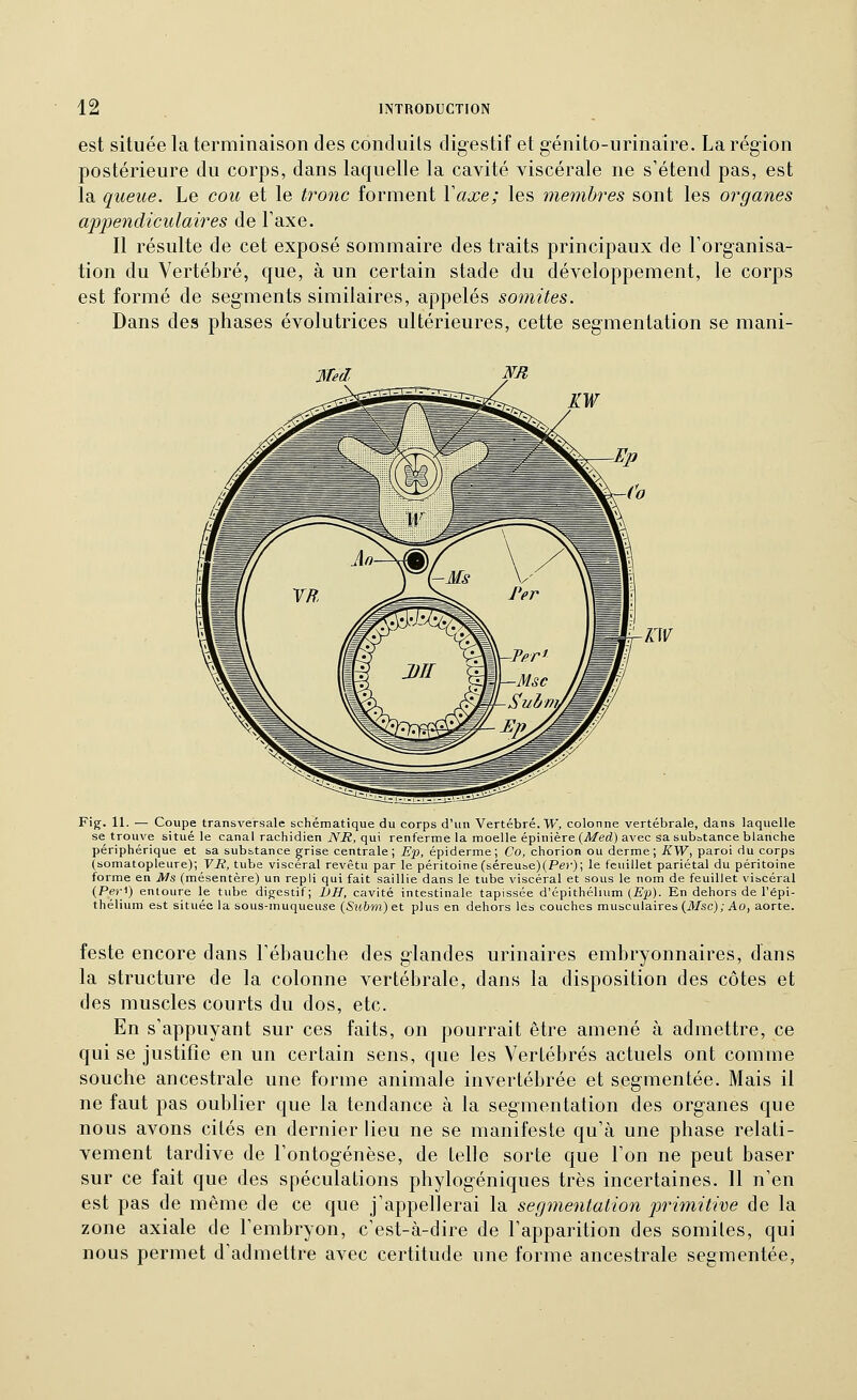 est située la terminaison des conduits digestif et génito-urinaire. La région postérieure du corps, dans laquelle la cavité viscérale ne s'étend pas, est la queue. Le cou et le tronc forment Y axe; les membres sont les organes ap2}endiculaires de l'axe. Il résulte de cet exposé sommaire des traits principaux de l'organisa- tion du Vertébré, que, à un certain stade du développement, le corps est formé de segments similaires, appelés sémites. Dans des phases évolutrices ultérieures, cette segmentation se niani- Fig. 11. — Coupe transversale schématique du corps d'un Vertébré. W, colonne vertébrale, dans laquelle se trouve situé le canal rachidien iViï, qui renferme la moelle épinière (A/ed) avec sa substance blanche périphérique et sa substance grise centrale; Ep, épiderme; Co, chorion ou derme; KW, paroi du corps (somatopleure); VR, tube viscéral revêtu par le péritoine (séreube)(Per); le feuillet pariétal du péritoine forme en Ms (mésentère) un repli qui fait saillie dans le tube viscéral et sous le nom de feuillet viscéral (Pei-i) entoure le tube digestif; 1)H, cavité intestinale tapissée d'épithélium (Ep). En dehors de l'épi- thélium est située la sous-muqueuse (St(.6m) et plus en dehors les couches musculaires (ilfsc);Ao, aorte. feste encore dans l'ébauche des glandes urinaires embryonnaires, dans la structure de la colonne vertébrale, dans la disposition des côtes et des muscles courts du dos, etc. En s'appuyant sur ces faits, on pourrait être amené à admettre, ce qui se justifie en un certain sens, que les Vertébrés actuels ont comme souche ancestrale une forme animale invertébrée et segmentée. Mais il ne faut pas oublier que la tendance à la segmentation des organes que nous avons cités en dernier lieu ne se manifeste qu'à une phase relati- vement tardive de l'ontogenèse, de telle sorte que l'on ne peut baser sur ce fait que des spéculations phylogéniques très incertaines. 11 n'en est pas de même de ce que j'appellerai la segmentation primitive de la zone axiale de l'embryon, c'est-à-dire de l'apparition des somiles, qui nous permet d'admettre avec certitude une forme ancestrale segmentée,