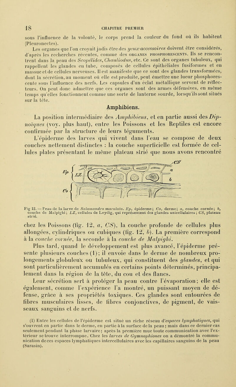 SOUS l'influence de la volonté, le corps prend la couleur du fond où ils habitent (Pleuronectes). Les organes que l'on croyait jadis être des yeux accessoires doivent être considérés, d'après les recherches récentes, comme des organes phosphorescents. Ils se rencon- trent dans la peau des Scopélides, Chauliodus, etc. Ce sont des organes tubuleux, qui rappellent les glandes en tube, composés de cellules épithéliales fusiformes et en massue et de cellules nerveuses. Il est manifeste que ce sont des glandes transformées, dont la sécrétion, au moment où elle est produite, peut émettre une lueur phosphores- cente sous l'influence des nerfs. Les capsules d'un éclat métallique servent de réflec- teurs. On peut donc admettre que ces organes sont des armes défensives, en même temps qu'elles fonctionnent comme une sorte de lanterne sourde, lorsqu'ils sont situés sur la tète. Amphibiens, La position intermédiaire des Amphibiens, et en partie aussi desBip- noïques (voy. plus haut), entre les Poissons et les Reptiles est encore confirmée par la structure de leurs téguments. L'épiderme des larves qui vivent dans l'eau se compose de deux couches nettement distinctes : la couche superficielle est formée de cel- lules plates présentant le même plateau strié que nous avons rencontré .«r Fig 12. — Peau de la larve de Salamandra maculata. Ep, épiderme; Co, derme; a, couche cornée; b, couche de Malpighi ; LZ, cellules de Leydig, qui représentent des glandes unicellulaires ; CS, plateau strié. chez les Poissons (fig. 12, a, CS), la couche profonde de cellules plus allongées, cylindriques ou cubiques (fig. 12, b). La première correspond à la couche cornée, la seconde à la couche de Malpighi. Plus tard, quand le développement est plus avancé, l'épiderme pré- sente plusieurs couches (1); il envoie dans le derme de nombreux pro- longements globuleux ou tubuleux, qui constituent des glandes, et qui sont particulièrement accumulés en certains points déterminés, principa- lement dans la région de la tête, du cou et des flancs. Leur sécrétion sert à protéger la peau contre Tévaporation; elle est également, comme Texpérience l'a montré, un puissant moyen de dé- fense, grâce à ses propriétés toxiques. Ces glandes sont entourées de fibres musculaires lisses, de fibres conjonctives, de pigment, de vais- seaux sanguins et de nerfs. (1) Entre les cellules de l'épiderme est situé un riche réseau d'espaces lymphatiques, qui s'ouvrent en partie dans le derme, en partie à la surface delà peau; mais dans ce dernier cas seulement pendant la phase larvaire; après la première mue toute communication avec l'ex- térieur se trouve interrompue. Chez les larves de Gymnophiones on a démontré la commu- nication deces espaces lymphatiques intercellulaires avec les capillaires sanguins de la peau (Sarasin).