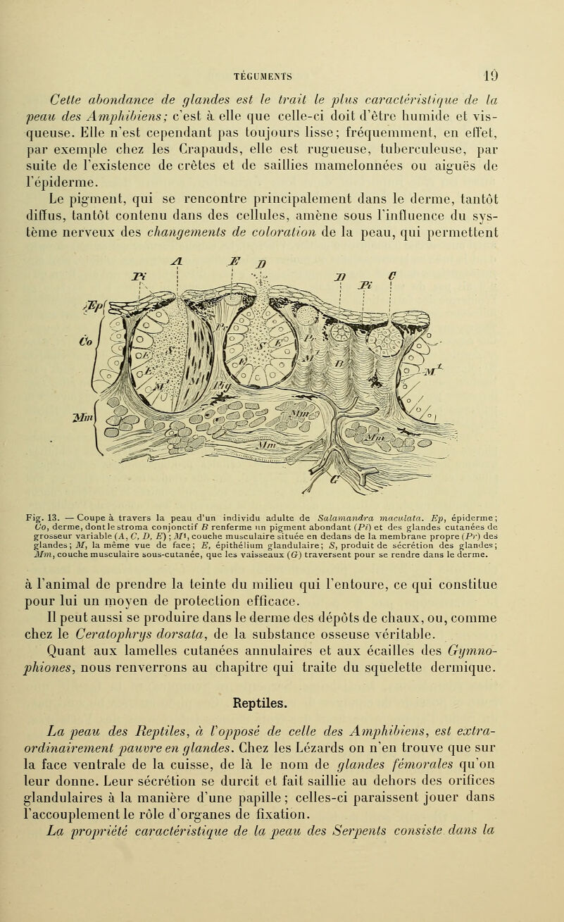 Cette abondance de glandes est le trait le plus caractéristique de la peau des Amphibiens; c'est à elle que celle-ci doit d'être humide et vis- queuse. Elle n'est cependant pas toujours lisse; fréquemment, en effet, par exemple chez les Crapauds, elle est rugueuse, tuberculeuse, par suite de l'existence de crêtes et de saillies mamelonnées ou aiguës de l'épiderme. Le pigment, qui se rencontre principalement dans le derme, tantôt diffus, tantôt contenu dans des cellules, amène sous l'influence du sys- tème nerveux des changeme^its de coloration de la peau, qui permettent Fig. 13. —Coupe à travers la peau d'un individu adulte de Salamandra niaculata. Ep, épiderme; Co, derme, dontlestroraa conjonctif B renferme un pigment abondant (Pi) et des glandes cutanées de grosseur variable (A, C, D, E) ; 3/t, couche musculaire située en dedans de la membrane propre (Pr) des glandes ; ilf, la même vue de face; E, épithélium glandulaire; S, produit de sécrétion des glandes; J\Im, couche musculaire sous-cutanée, que les vaisseaux (G) traversent pour se rendre dans le derme. à l'animal de prendre la teinte du milieu qui l'entoure, ce qui constitue pour lui un moyen de protection efficace. Il peut aussi se produire dans le derme des dépôts de chaux, ou, comme chez le Ceratophrys dorsata, de la substance osseuse véritable. Quant aux lamelles cutanées annulaires et aux écailles des Gymno- phiones, nous renverrons au chapitre qui traite du squelette dermique. Reptiles. La peau des Reptiles, à Vopposé de celle des Amphibiens, est extra- ordinairement pauvre en glandes. Chez les Lézards on n'en trouve que sur la face ventrale de la cuisse, de là le nom de glandes fémorales qu'on leur donne. Leur sécrétion se durcit et fait saillie au dehors des orifices glandulaires à la manière d'une papille ; celles-ci paraissent jouer dans l'accouplement le rôle d'organes de fixation. La propriété caractéristique de la peau des Serpents consiste dans la