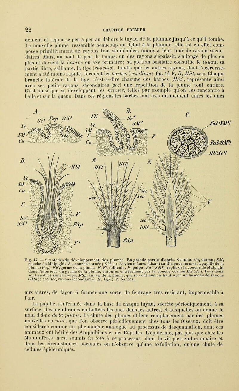 dément et repousse peu à peu au dehors le tuyau de la plumule jusqu'à ce qu'il tombe. La nouvelle plume ressemble beaucoup au début à la plumule ; elle est en effet com- posée primitivement de rayons tous semblables, munis à leur tour de rayons secon- daires. Mais, au bout de peu de temps, un des rayons s'épaissit, s'allonge de plus en plus et devient la hampe ou axe primaire; sa portion basilaire constitue le tuyau, sa partie libre, saillante, la lige [rhachis], tandis que les autres rayons, dont l'accroisse- ment a été moins rapide, forment les barbes [vexillum] (fig. 14 V, R, HSt, sec). Chaque branche latérale de la tige, c'est-à-dire chacune des barbes [tlSl], représente ainsi avec ses petits rayons secondaires [sec) une répétition de la plume tout entière. C'est ainsi que se développent les pennes^ telles par exemple qu'on les rencontre à l'aile et sur la queue. Dans ces régions les barbes sont très intimement unies les unes a 'c&ëo'è\A ^^^m nP/i^p E- Il F laJISM''} HSIScV Fig. 14. — Six stades du développement des plumes. En grande partie d'après Studer. Cu, derme; SM, couche de Malpighi ; S', couche cornée ; SM' et Sc^, les mêmes faisant saillie pour former la papille de la plume(Pnp); FK^ germe de la plume; jP, F', follicule; P, pulpe; Fal {Slv1\), replis delà couche de Malpighi dans l'intérieur du germe de la plume, entourés entièrement par la couche cornée US (Se'). Tous deux sont visibles sur la coupe. i^Sp, tuyau de la plume, qui se continue en haut avec un faisceau de rayons (HS/); sec, sec, rayons secondaires; iî, tige; V, barbes. aux autres, de façon à former une sorte de feutrage très résistant, imperméable à l'air. La papille, renfermée dans la base de chaque tuyau, sécrète périodiquement, à sa surface, des membranes emboîtées les unes dans les autres, et auxquelles on donne le nom d'orne de la plume. La chute des plumes et leur remplacement par des plumes nouvelles ou mue, que l'on observe périodiquement chez tous les Oiseaux, doit être considérée comme un phénomène analogue au processus de desquamation, dont ces animaux ont hérité des Amphibiens et des Reptiles. L'épiderme, pas plus que chez les Mammifères, n'est soumis in loto à ce processus; dans la vie post-embryonnaire et dans les circonstances normales on n'observe qu'une exfoliation, qu'une chute de cellules épidermiques.