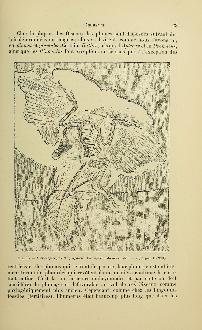 Chez la plupart des Oiseaux les plumes sont disposées suivant des lois déterminées en rangées; elles se divisent, comme nous l'avons vu, en 'plumes eiphcmiiles. CeridimsRatites, tels C[ueYApte7'yx et le Dromaeus, ainsi que les Pingouins font exception, en ce sens que, à l'exception des iiiiiilir |i|fï||||||ii|;- iSiiili^ ■1ii(ii|i!!ii ÎW:r:iEÉi liipiiiiiilll i ! lilÉi :v:.;:Êii!iiiiiii.iiiiiliW|iip aaijpiiiiiiSiiisii lifeM : Fig. 15. — Archaeopteryx lithographieiis. Exemplaire du musée de Berlin (d'après Dames). rectrices et des plumes qui servent de parure, leur plumage est entière- ment formé de plumules qui revêtent dune manière continue le corps tout entier. C'est là un caractère embryonnaire et par suite on doit considérer le plumage si défavorable au vol de ces Oiseaux comme phylogéniquement plus ancien. Cependant, comme chez les Pingouins fossiles (tertiaires), l'humérus était beaucoup plus long que dans les