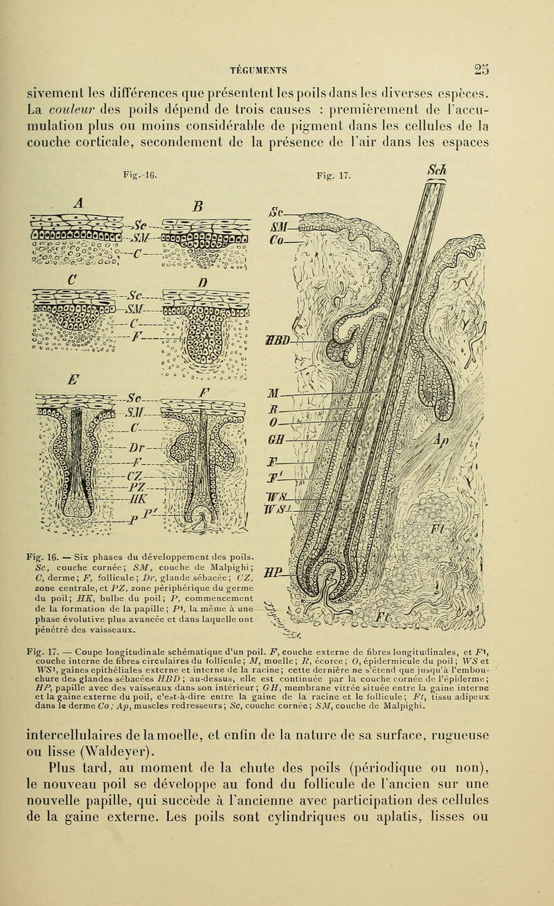 sivement les différences que présentent les poils clans les diverses espèces. La couleur des poils dépend de trois causes : premièrement de l'accu- mulation plus ou moins considérable de pigment dans les cellules de la couche corticale, secondement de la présence de l'air dans les espaces Fig.-16. Fig. 17. Fig. 16. — Six phases du développement des poils. Se, couche cornée; SM, couche de Malpighi; C, derme; F, follicule; Dr, glande sébacée; CZ, zone centrale, et PZ, zone périphérique du germe du poil; SKi bulbe du poil; P, commencement de la formation de la papille; Pi, la même à une phase évolutive plus avancée et dans laquelle ont pénétré des vaisseaux. Fig. 17. — Coupe longitudinale schématique d'un poil. F, couche externe de fibres longitudinales, et F^, couche interne de fibres circulaires du follicule ; il/, moelle ; R, écorce ; 0, épidermicule du poil ; WS et WSi, gaines epithéliales externe et interne de la racine; cette dernière ne b'étend que jusqu'à l'embou- chure des glandes sébacées iïiîX) ; au-dessus, elle est continuée par la couche cornée de l'épiderme ; HP, papille avec des vaisseaux dans son intérieur; GH, membrane vitrée située entre la gaine interne et la gaine externe du poil, c'eot-à-dire entre la gaine de la racine et le follicule; Ft, tissu adipeux dans le derme Co; Ap, muscles redresseurs; Se, couche cornée; SM, couche de Malpighi. intercellulaires delamoelle, et enfin de la nature de sa surface, rugueuse ou lisse (Waldeyer). Plus tard, au moment de la chute des poils (périodique ou non), le nouveau poil se développe au fond du follicule de l'ancien sur une nouvelle papille, qui succède à l'ancienne avec participation des cellules de la gaine externe. Les poils sont cylindriques ou aplatis, lisses ou