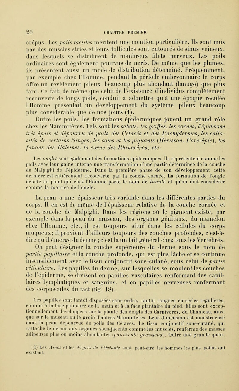 crépus. Les poils tactiles méritent une mention particulière. Ils sont mus par des muscles striés et leurs follicules sont entourés de sinus veineux, dans lesquels se distribuent de nombreux filets nerveux. Les poils ordinaires sont également pourvus de nerfs. De même que les plumes, ils présentent aussi un mode de distribution déterminé. Fréquemment, par exemple chez l'Homme, pendant la période embryonnaire le corps offre un revêtement pileux beaucoup plus abondant (lanug-o) que plus tard. Ce fait, de même que celui de l'existence d'individus complètement recouverts de longs poils, conduit à admettre qu'à une époque reculée l'Homme présentait un développement du système pileux beaucoup plus considérable que de nos jours (1). Outre les poils, les formations épidermiques jouent un grand rôle chez les Mammifères. Tels sont les sabots, les griffes, les cornes, répiderme très épais et dépourvu de poils des Cétacés et des Pachydermes, les callo- sités de certains Singes, les soies et les piquants {Hérisson, Porc-épic), les fanons des Baleines, la corne des Rhinocéros, etc. Les ongles sont également des formations épidermiques. Ils représentent comme les poils avec leur gaine interne une transformation d'une partie déterminée de la couche de Malpighi de l'épiderme. Dans la première phase de son développement cette dernière est entièrement recouverte par la couche cornée. La formation de l'ongle débute au point qui chez l'Homme porte le nom de lunule et qu'on doit considérer comme la matrice de l'ongle. La peau a une épaisseur très variable dans les différentes parties du corps. Il en est de même de l'épaisseur relative de la couche cornée et de la couche de Malpighi. Dans les régions où le pigment existe, par exemple dans la peau du museau, des organes génitaux, du mamelon chez l'Homme, etc., il est toujours situé dans les cellules du corps muqueux; il provient d'ailleurs toujours des couches profondes, c'est-à- dire qu'il émerge du derme ; c'est là un fait général chez tous les Vertébrés. On peut désigner la couche supérieure du derme sous le nom de partie papillaire et la couche profonde, qui est plus lâche et se continue insensiblement avec le tissu conjonctif sous-cutané, sous celui ào. partie réticulaire. Les papilles du derme, sur lesquelles se moulent les couches de l'épiderme, se divisent en papilles vasculaires renfermant des capil- laires lymphatiques et sanguins, et en papilles nerveuses renfermant des corpuscules du tact (fig. 18). Ces papilles sont tantôt disposées sans ordre, tantôt rangées en séries régulières, comme à la face palmaire de la main et à la face plantaire du pied. Elles sont excep- tionnellement développées sur la plante des doigts des Carnivores, du Chameau, ainsi que sur le museau ou le groin d'autres Mammifères. Leur dimension est monstrueuse dans la peau dépourvue de poils des Cétacés. Le tissu conjonctif sous-cutané, qui rattache le derme aux organes sous-jacents comme les muscles, renferme des masses adipeuses plus ou moins abondantes [pannicide graisseux). Outre une grande quan- (1) Les Aïnos et les Nègres de VOcéanie sont peut-être les hommes les plus poilus qui existent.