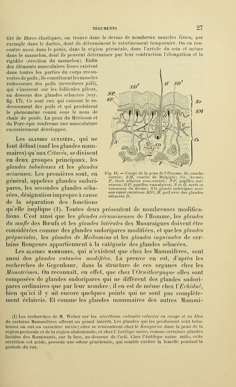 tité de fibres élastiques, on trouve dans le derme de nombreux muscles lisses, par exemple dans le dartos, dont ils déterminent le ralatinement temporaire. On en ren- contre aussi dans le pénis, dans la région périnéale, dans l'aréole du sein et même dans le mamelon, dont ils peuvent déterminer par leur contraction l'élongation et la rigidité (érection du mamelon). Enfin des éléments musculaires lisses existent dans toutes les parties du coips recou- vertes de poils ; ils constituent lesmuscles redresseurs des poils [arreclores pili), qui s'insèrent sur les follicules pileux, au dessous des glandes sébacées (voy. fîg. 17). Ce sont eux qui causent le re- dressement des poils et qui produisent le phénomène connu sous le nom de chair de poule. La peau du Hérisson et du Porc-épic renferme une musculature excessivement développée. Les GLANDES CUTANÉES, cjui ne font défaut (sauf les glandes mam- maires) qu'aux Cétacés, se divisent en deux groupes principaux, les glandes tubuleuses et les glandes acineuses. Les premières sont, en général, appelées glandes sudori- pares, les secondes glandes séba- cées , désignation impropre à cause de la séparation des fonctions qu'elle implique (1). Toutes deux présentent de nombreuses modifica- tions. C'est ainsi que les glandes cérumineuses de l'Homme, les glayides du mufle des Bœufs et les glandes latérales des Musaraignes doivent être considérées comme des glandes sudoripares modifiées, et que les glandes prépuciales, les glandes de Meibomius et les glandes inguinales de cer- tains Rongeurs appartiennent à la catégorie des glandes sébacées. Les GLANDES MAMMAIRES, qui n'cxisteut que chez les Mammifères, sont aussi des glandes cutanées modifiées. La preuve en est, d'après les recherches de Gegenbaur, dans la structure de ces organes chez les Monotrèmes. On reconnaît, en effet, que chez VOrnithorynque elles sont composées de glandes sudoripares qui ne diffèrent des glandes sudori- pares ordinaires que par leur nombre ; il en est de même chez VEchidné, iîien qu'ici il y ait encore quelques points qui ne sont pas complète Fig. 18. — Coupe de la peau de rffomwe. Se, couche cornée; S M, couche de Malpighi; Co, derme; J', tissu adipeux sous-cutané; NP, papilles ner- veuses; G P, papilles vasculaires; iV et G, nerfs et vaisseaux du derme; SD, glande sudoripare avec son canal excréteur Si; If, poil avec des glandes sébacées D. ment éclaircis. Et comme les glandes mammaires des autres Mammi- (1) Les recherches de M. Weber sur les sécrétions cutanées colorées en rouge et en bleu de certains Mammilères offrent un grand intérêt. Les glandes qui les produisent sont tubu- leuses ou ont un caractère mixte; elles se rencontrent chez le Kangurou dans la peau de la région pectorale et de la région abdominale, et chez VAntilope naine, comme certaines glandes faciales des Ruminants, sur la face, au-dessous de l'œil. Chez l'Antilope naine mâle, cette sécrétion est acide, possède une odeur pénétrante, qui semble exciter la femelle pendant la période du rut.