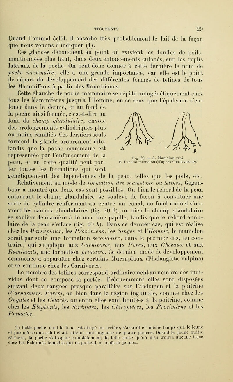 Quand Fanimal éclôt, il absorbe très probablement le lait de la façon que nous venons d'indiquer (1). Ces glandes débouchent au point où existent les touffes de poils, mentionnées plus haut, dans deux enfoncements cutanés, sur les replis latéraux de la poche. On peut donc donner à cette dernière le nom de poche mammaire; elle a une grande importance, car elle est le point de départ du développement des différentes formes de tétines de tous les Mammifères à partir des Monotrèmes. Cette ébauche de poche mammaire se répète ontogénétiquement chez tous les Mammifères jusqu'à l'Homme, en ce sens que l'épiderme s'en- fonce dans le derme, et au fond de la poche ainsi formée, c'est-à-dire au fond du champ glandulaire, envoie des prolongements cylindriques plus ou moins ramifiés. Ces derniers seuls forment la glande proprement dite, tandis que la poche mammaire est représentée par l'enfoncement de la ,r- or. * a^ i 1 Jt Fig. 20. — A. Mamelon vrai. peau, et en cette qualité peut por- b.Pseudomameion(d'aprèsgegenbaur). ter toutes les formations qui sont génétiquement des dépendances de la peau, telles que les poils, etc. Relativement au mode de formation des mamelons ou tétines, Gegen- baur a montré que deux cas sont possibles. Ou bien le rebord de la peau entourant le champ glandulaire se soulève de façon à constituer une sorte de cylindre renfermant au centre un canal, au fond duquel s'ou- vrent les canaux glandulaires (fig. 20 B), ou bien le champ glandulaire se soulève de manière à former une papille, tandis que le rebord annu- laire de la peau s'efface (fig. 20 A). Dans ce dernier cas, qui est réalisé çh.ez\Q?>Marsupiaux, les Prosimiens, les Singes et VHomme, le mamelon serait par suite une formation secondaire; dans le premier cas, au con- traire, qui s'applique aux Carnivores, aux Porcs, aux Chevaux et aux Ruminants, une formation primaire. Ce dernier mode de développement commence à apparaître chez certains Mursupiaux (Phalangista vulpina) et se continue chez les Carnivores. Le nombre des tétines correspond ordinairement au nombre des indi- vidus dont se compose la portée. Fréquemment elles sont disposées suivant deux rangées presque parallèles sur l'abdomen et la poitrine {Carnassiers, Porcs), ou bien dans la région inguinale, comme chez les Ongulés et les Cétacés, ou enfin elles sont limitées à la poitrine, comme chez les Eléphants, les Sirénides, les Chiroptê7'es, les Prosimiens et les Primates. (1) Cette poche, dont le fond est dirigé en arrière, s'accroît en même temps que le jeune et jusqu'à ce que celui-ci ait atteint une longueur de quatre pouces. Quand le jeune quitte sa mère, la poche s'atrophie complètement, de telle sorte qu'on n'en trouve aucune trace chez les Échidnés femelles qui ne portent ni œufs ni jeunes.