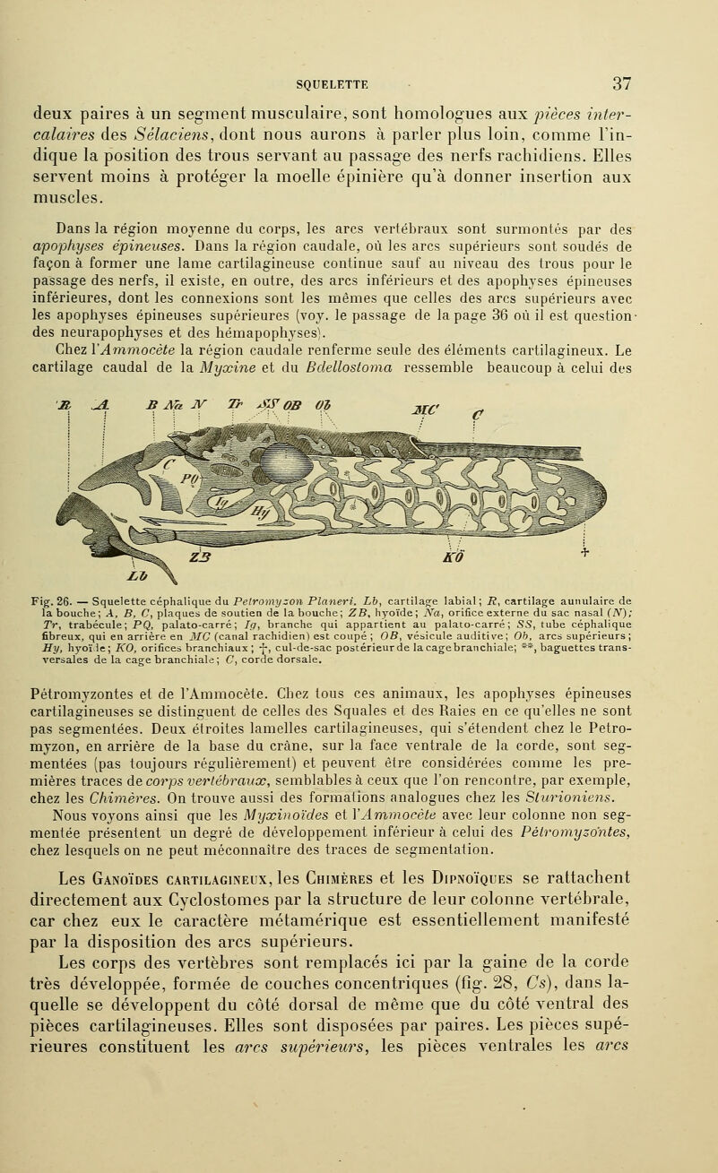 deux paires à un segment musculaire, sont homologues aux pièces inter- calaires des Sélaciens, dont nous aurons à parler plus loin, comme l'in- dique la position des trous servant au passage des nerfs rachidiens. Elles servent moins à protéger la moelle épinière qu'à donner insertion aux muscles. Dans la région moyenne du corps, les arcs vertébraux sont surmontés par des apophyses épineuses. Dans la région caudale, où les arcs supérieurs sont soudés de façon à. former une lame cartilagineuse continue sauf au niveau des trous pour le passage des nerfs, il existe, en outre, des arcs inférieurs et des apophyses épineuses inférieures, dont les connexions sont les mêmes que celles des arcs supérieurs avec les apophyses épineuses supérieures (voy. le passage de la page 36 où il est question- des neurapophyses et des hémapophyses). Chez VAmmocète la région caudale renferme seule des éléments cartilagineux. Le cartilage caudal de la Myxine et du Bdellosloma ressemble beaucoup à celui des Tr ^W OB Fig. 26. — Squelette céphalique du Pelromyzon Planeri. Lb, cartilage labial ; R, cartilage auiiulaire de la bouche; A, B, C, plaques de soutien de la bouche; ZB, hyoïde; I^a, orifice externe du sac nasal (N); Tr, trabécule; PQ, palato-carré ; I<j, branche qui appartient au palato-carré ; SS, tube céphalique fibreux, qui en arrière en 3IC (canal rachidien) est coupé ; OB, vésicule auditive; Ob, arcs supérieurs; Hy, hyoiMe; KO, orifices branchiaux ; -J-, cul-de-sac postérieurde lacagebranchiale; **, baguettes trans- versales de la cage branchiale ; C, corde dorsale. Pétromyzontes et de l'Ammocète. Chez tous ces animaux, les apophyses épineuses cartilagineuses se distinguent de celles des Squales et des Raies en ce qu'elles ne sont pas segmentées. Deux étroites lamelles cartilagineuses, qui s'étendent chez le Petro- myzon, en arrière de la base du crâne, sur la face ventrale de la corde, sont seg- mentées (pas toujours régulièrement) et peuvent être considérées comme les pre- mières traces de corps vertébraux, semblables à ceux que l'on rencontre, par exemple, chez les Chimères. On trouve aussi des formations analogues chez les Slurioniens. Nous voyons ainsi que les Myxinoides et Y Ammocète avec leur colonne non seg- mentée présentent un degré de développement inférieur à celui des Pétromyzontes, chez lesquels on ne peut méconnaître des traces de segmentation. Les Ganoïdes cartilagineux, les Chimères et les Dipnoïques se rattachent directement aux Cyclostomes par la structure de leur colonne vertéhrale, car chez eux le caractère métamérique est essentiellement manifesté par la disposition des arcs supérieurs. Les corps des vertèbres sont remplacés ici par la gaine de la corde très développée, formée de couches concentriques (fig. 28, Cs), dans la- quelle se développent du côté dorsal de même que du côté ventral des pièces cartilagineuses. Elles sont disposées par paires. Les pièces supé- rieures constituent les arcs supérieurs, les pièces ventrales les arcs