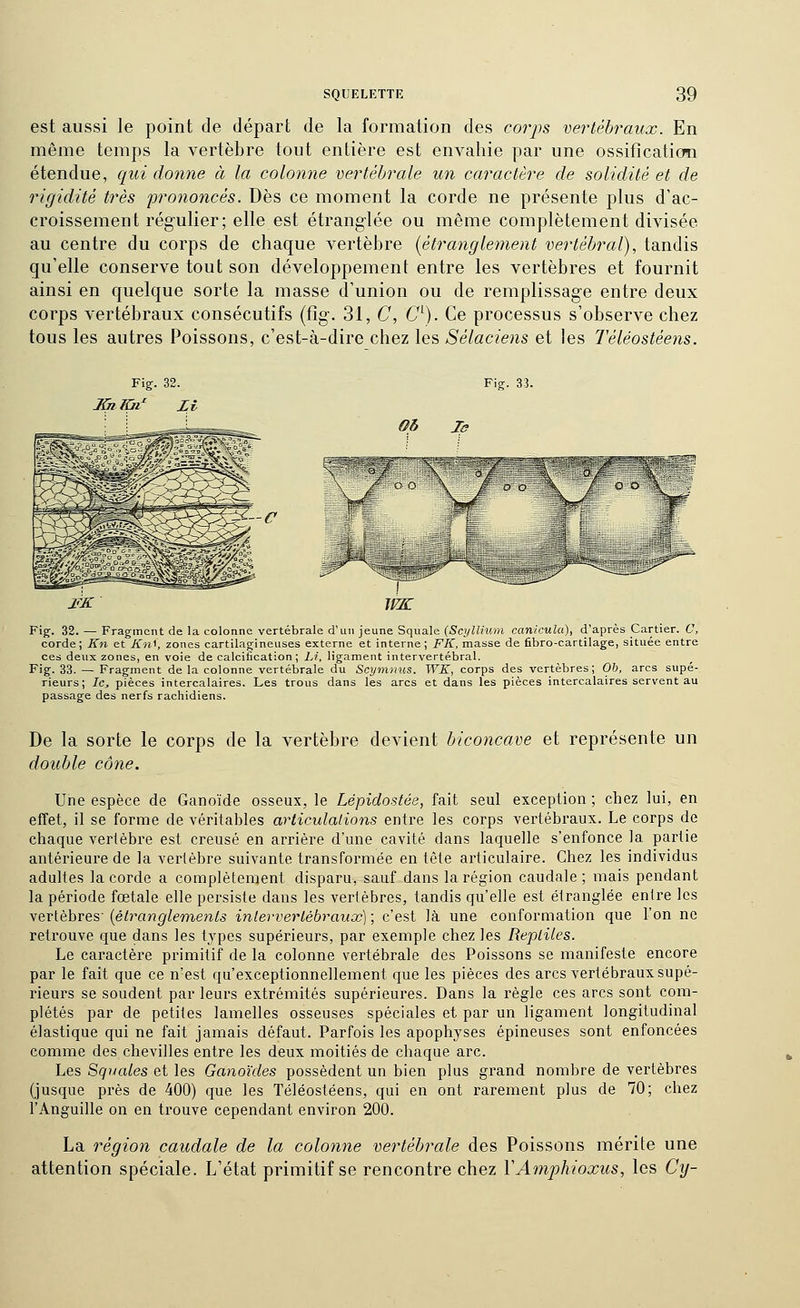 est aussi le point de départ de la formation des coiys vertébraux. En même temps la vertèbre tout entière est envahie par une ossification étendue, qui donne à la colonne vertébrale un caractère de solidité et de rigidité très prononcés. Dès ce moment la corde ne présente plus d'ac- croissement régulier; elle est étranglée ou même complètement divisée au centre du corps de chaque vertèbre (étraiiglenient vertébral), tandis qu'elle conserve tout son développement entre les vertèbres et fournit ainsi en quelque sorte la masse d'union ou de remplissage entre deux corps vertébraux consécutifs (fig. 31, C, 6'\). Ce processus s'observe chez tous les autres Poissons, c'est-à-dire chez les Sélaciens et les Téléostéens. Fig. 32. Fig. 33. Ob Is Fig-. 32. — Fragment de la colonne vertébrale d'un jeune Squale {ScylUum canicula), d'après Cartier. C, corde; Kn et isTni, zones cartilagineuses externe et interne; FK, masse de fibro-cartilage, située entre ces deux zones, en voie décalcification; Li, ligament intervertébral. Fig. 33. — Fragment de la colonne vertébrale du Scymnus. WK, corps des vertèbres; Ob, arcs supé- rieurs; Ic_, pièces intercalaires. Les trous dans les arcs et dans les pièces intercalaires servent au passage des nerfs rachidiens. De la sorte le corps de la vertèbre devient biconcave et représente un double cône. Une espèce de Ganoïde osseux, le Lépidostée, fait seul exception ; chez lui, en effet, il se forme de véritables articulations entre les corps vertébraux. Le corps de chaque vertèbre est creusé en arrière d'une cavité dans laquelle s'enfonce la partie antérieure de la vertèbre suivante transformée en tête articulaire. Chez les individus adultes la corde a complètement disparu, sauf dans la région caudale; mais pendant la période fœtale elle persiste dans les vertèbres, tandis qu'elle est étranglée entre les Yerlèhres {étranglements inlervertébraux); c'est là une conformation que l'on ne retrouve que dans les types supérieurs, par exemple chez les Reptiles. Le caractère primitif de la colonne vertébrale des Poissons se manifeste encore par le fait que ce n'est qu'exceptionnellement que les pièces des arcs vertébraux supé- rieurs se soudent par leurs extrémités supérieures. Dans la règle ces arcs sont com- plétés par de petites lamelles osseuses spéciales et par un ligament longitudinal élastique qui ne fait jamais défaut. Parfois les apophyses épineuses sont enfoncées comme des chevilles entre les deux moitiés de chaque arc. Les Sqvales et les Ganoides possèdent un bien plus grand nombre de vertèbres (jusque près de 400) que les Téléostéens, qui en ont rarement plus de 70; chez l'Anguille on en trouve cependant environ 200. La région caudale de la colonne vertébrale des Poissons mérite une attention spéciale. L'état primitif se rencontre chez VAmphioxus, les Cy-