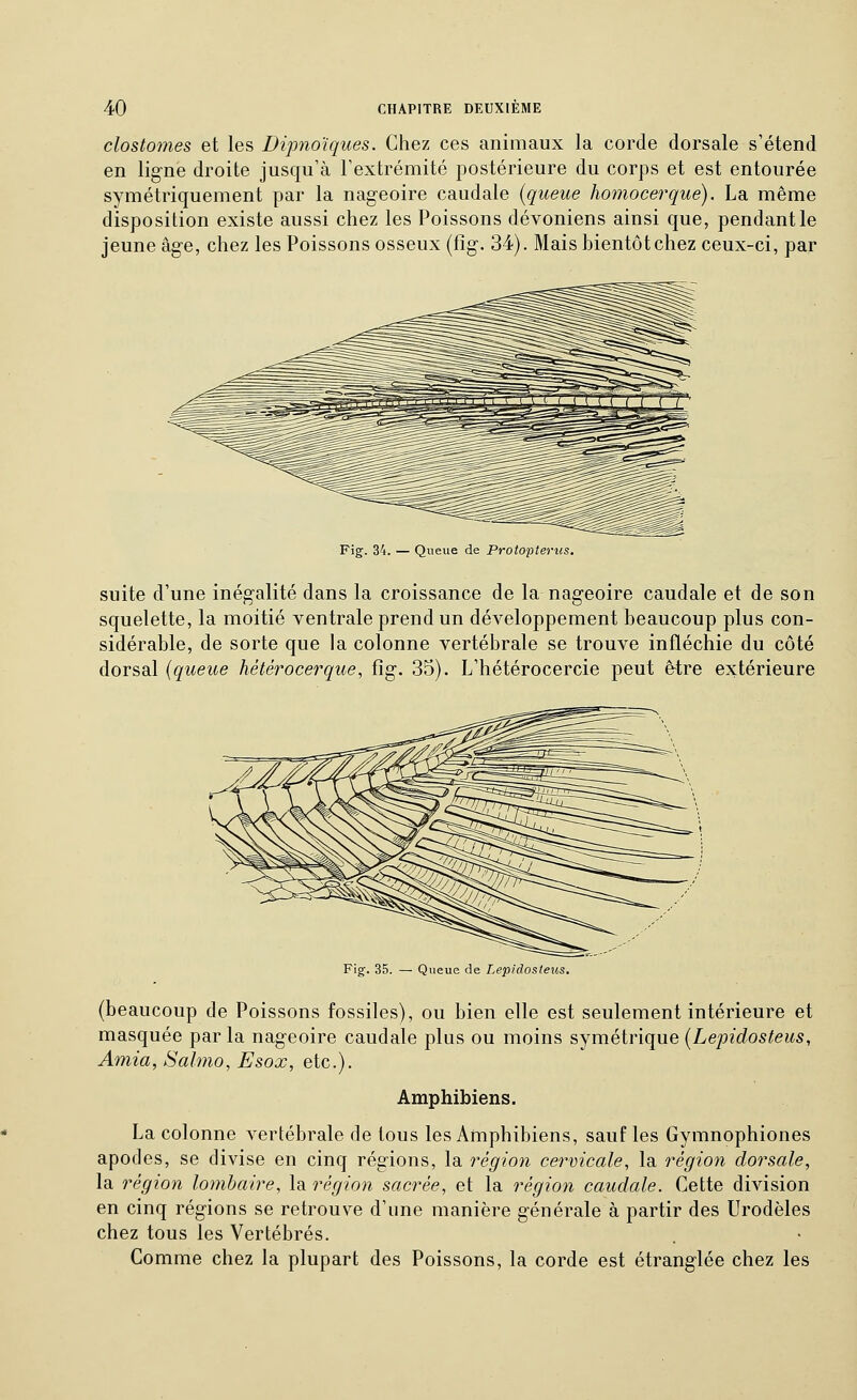 clostomes et les Dipno'iques. Chez ces animaux la corde dorsale s'étend en ligne droite jusqu'à Textrémité postérieure du corps et est entourée symétriquement par la nageoire caudale {queue homocerque). La même disposition existe aussi chez les Poissons dévoniens ainsi que, pendant le jeune âge, chez les Poissons osseux (fig. 34). Mais bientôt chez ceux-ci, par Fig. 34. — Queue de Protoptertis. suite d'une inégalité dans la croissance de la nageoire caudale et de son squelette, la moitié ventrale prend un développement beaucoup plus con- sidérable, de sorte que la colonne vertébrale se trouve infléchie du côté dorsal (queue hétérocerque, fig. 35). L'hétérocercie peut ê-tre extérieure Fig. 35. — Queue de Lepidosieus, (beaucoup de Poissons fossiles), ou bien elle est seulement intérieure et masquée par la nageoire caudale plus ou moins symétrique {Lepidosteus, Amia, Sabno, Esox, etc.). Amphibiens. La colonne vertébrale de tous les Amphibiens, sauf les Gymnophiones apodes, se divise en cinq régions, la région cervicale, la région dorsale, la région lombaire, la région sacrée, et la région caudale. Cette division en cinq régions se retrouve d'une manière générale à partir des Urodèles chez tous les Vertébrés. Comme chez la plupart des Poissons, la corde est étranglée chez les