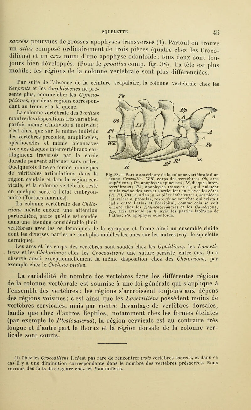 sacrées pourvues de grosses apophyses transverses (1). Partout on trouve un atlas composé ordinairement de trois pièces (quatre chez les Croco- diliens) et un axis muni d'une apophyse odontoïde; tous deux sont tou- jours bien développés. (Pour \q j^roatlas com^. fig. 38). La tête est plus mobile; les régions de la colonne vertébrale sont plus différenciées. Par suite de l'absence de la ceinture scapulaire, la colonne vertébrale chez les Serpents et les Amphisbènes ne pré- sente plus, comme chez les Gymno- phiones, que deux régions correspon- dant au tronc et à la queue. La colonne vertébrale des Tortues montre des dispositions très variables, parfois même d'individu à individu ; c'est ainsi que sur le même individu des vertèbres procœles, amphicœles, opisthocœles et même biconcaves avec des disques intervertébraux car- tilagineux traversés par la corde dorsale peuvent alterner sans ordre. Quelquefois il ne se forme même pas de véritables articulations dans la région caudale et dans la région cer- vicale, et la colonne vertébrale reste en quelque sorte à l'état embryon- naire (Tortues marines). La colonne vertébrale des Chélo- niens mérite encore une attention particulière, parce qu'elle est soudée dans une étendue considérable (huit vertèbres) avec les os dermiques de la carapace et forme ainsi un ensemble rigide dont les diverses parties ne sont plus mobiles les.unes sur les autres (voy. le squelette dermique). Les arcs et les corps des vertèbres sont soudés chez les Ophidiens, les Lacerti- liens et les Chéloniens; chez les Crocodiliens une suture persiste entre eux. On a observé aussi exceptionnellement la même disposition chez des Chéloniens, par exemple chez le Chelone midas. La variabilité du nombre des vertèbres dans les différentes régions de la colonne vertébrale est soumise à une loi générale qui s'applique à l'ensemble des vertèbres : les régions s'accroissent toujours aux dépens des régions voisines ; c'est ainsi que les Lacertiliens possèdent moins de vertèbres cervicales, mais par contre davantage de vertèbres dorsales, tandis que chez d'autres Reptiles, notamment chez les formes éteintes (par exemple le Plesiosaurics), la région cervicale est au contraire très longue et d'autre part le thorax et la région dorsale de la colonne ver- ticale sont courts. Fig. 38. — Partie antérieure de la colonne vertébrale d'un jeune Crocodile. V/K, corps des vertèbres; Ob, arcs supérieurs ; Ps. apophyses épineuses ; IS, disques inter- vertébraux; Pt , apophyses transverses, qui naissent sur la racine des arcs et s'articulent en -f avec les côtes (R, R*, iJs) ; A, atlas ; u, sa pièce inférieure ; s, ses pièces latérales; o, proatlas, reste d'une vertèbre qui existait jadis entre l'atlas et l'occipital, comme cela se voit encore chez les Rhynchocéphales et les Caméléons; Ep, axis articulé en h, avec les parties latérales de l'atlas; Po, apophyse odontoïde. (1) Chez les Crocodiliens il n'est pas rare de rencontrer trois vertèbres sacrées, et dans ce cas il y a une diminution correspondante dans le nombre des vertèbres présacrées. Noue verrons des faits de ce genre chez les Mammifères.