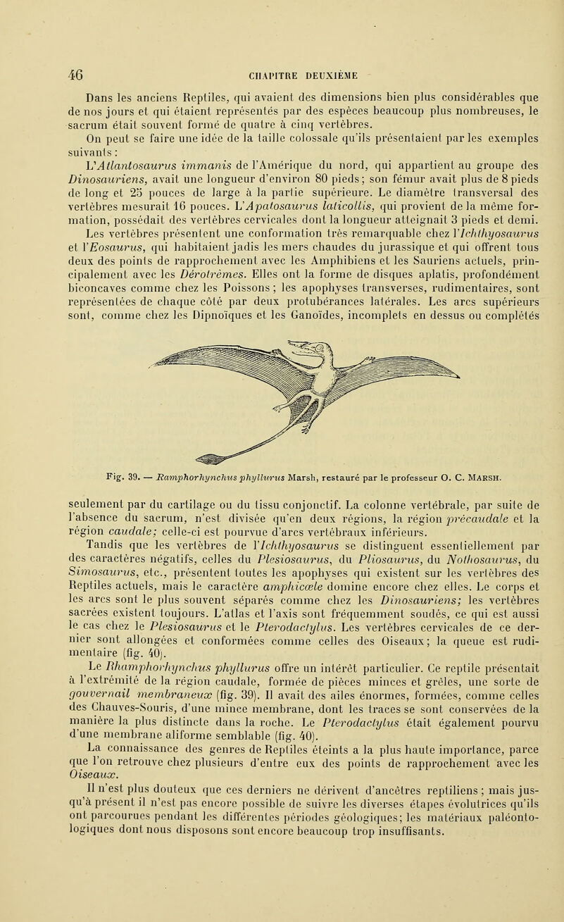 Dans les anciens Reptiles, qui avaient des dimensions bien plus considérables que de nos jours et qui étaient représentés par des espèces beaucoup plus nombreuses, le sacrum était souvent formé de quatre à cinq vertèbres. On peut se faire une idée de la taille colossale qu'ils présentaient par les exemples suivants : VAtlayitosaurus immanis de VAmévlque du nord, qui appartient au groupe des Dinosauriens, avait une longueur d'environ 80 pieds; son fémur avait plus de 8 pieds de long et 23 pouces de large à la partie supérieure. Le diamètre transversal des vertèbres mesurait 16 pouces. L'Apaf.osaurus laticoUls, qui provient de la même for- mation, possédait des vertèbres cervicales dont la longueur atteignait 3 pieds et demi. Les vertèbres présentent une conformation très remarquable chez Vlchihyosaurus et VEosaurus, qui habitaient jadis les mers chaudes du jurassique et qui offrent tous deux des points de rapprochement avec les Amphibiens et les Saui'iens actuels, prin- cipalement avec les Dérolrèmes. Elles ont la forme de disques aplatis, profondément biconcaves comme chez les Poissons ; les apophyses transvei'ses, rudimentaires, sont représentées de chaque côté par deux protubérances latérales. Les arcs supérieurs sont, comme chez les Dipnoïques et les Ganoïdes, incomplets en dessus ou complétés Fig. 39. — Hamphorhynchus phyllurus Marsh, restauré par le professeur O. C. Marsh. seulement par du cartilage ou du tissu conjonctif. La colonne vertébrale, par suite de l'absence du sacrum, n'est divisée qu'en deux régions, la région précaudale et la région caudale; celle-ci est pourvue d'arcs vertébi-aux inférieurs. Tandis que les vertèbres de VIchthyosaurus se distinguent essentiellement par des caractères négatifs, celles du Plesiosaurus, du Pliosaurus, du Notliosaurus, du Simosaurus, etc., présentent toutes les apophyses qui existent sur les vertèbres des Reptiles actuels, mais le caractère amphicœle domine encore chez elles. Le corps et les arcs sont le plus souvent séparés comme chez les Dinosauriens; les vertèbres sacrées existent toujours. L'atlas et l'axis sont fréquemment soudés, ce qui est aussi le cas chez le Plesiosaurus et le Plerodaclylus. Les vertèbres cervicales de ce der- nier sont allongées et conformées comme celles des Oiseaux; la queue est rudi- mentaire (fig. 40). Le BhamphorhyncJms phyllurus offre un intérêt particulier. Ce reptile présentait à l'extrémité de la région caudale, formée de pièces minces et grêles, une sorte de gouvernail membraneux (fig. 39). Il avait des ailes énormes, formées, comme celles des Chauves-Souris, d'une mince membrane, dont les traces se sont conservées de la manière la plus distincte dans la roche. Le Pterodaclylus était également pourvu d'une membrane aliforme semblable (fig. 40). La connaissance des genres de Reptiles éteints a la plus haute importance, parce que l'on retrouve chez plusieurs d'entre eux des points de rapprochement avec les Oiseaux. Il n'est plus douteux que ces derniers ne dérivent d'ancêtres reptiliens; mais jus- qu'à présent il n'est pas encore possible de suivre les diverses étapes évolutrices qu'ils ont parcourues pendant les différentes périodes géologiques; les matériaux paléonto- logiques dont nous disposons sont encore beaucoup trop insuffisants.