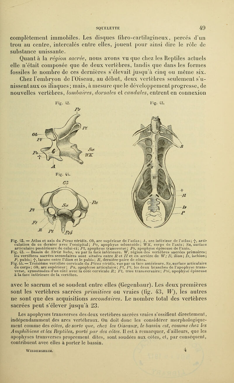 complètement immobiles. Les disques fîbro-cartilagineux, percés d'un trou au centre, intercalés entre elles, jouent pour ainsi dire le rôle de substance unissante. Quant à la région sacrée, nous avons vu que chez les Reptiles actuels elle n'était composée que de deux vertèbres, tandis que dans les formes fossiles le nombre de ces dernières s'élevait jusqu'à cinq ou même six. Chez l'embryon de l'Oiseau, au début, deux vertèbres seulement s'u- nissent aux os iliaques; mais, à mesure que le développement progresse, de nouvelles vertèbres, lombaires, dorsales et caudales, entrent en connexion Fig. 43. Ta Fig. 42. — Atlas et axis du Picus viridis. Ob, arc supérieur de l'atlas ; A, arc inférieur de l'atlas; -f, arti- culation de ce dernier avec l'occipital; Po, apophyse odontoïde; WK, corps de l'axis; .Sa, surface articulaire postérieure de celui-ci; Pt, apophyse transverse; Ps, apophyse épineuse de l'axis. Fig. 43. — Bassin de Strioc bubo, vu par la face inférieure. W, région des vertèbres sacrées primaires; les vertèbres sacrées secondaires sont situées entre Ji et II et en arrière de W; II, ilion; /s, ischion; P, pubis ; -J-, lacune entre l'ilion et le pubis ; R, dernière paire de côtes. Fig. 44. — Troisième vertèbre cervicale du Piciis viridis, vue par sa face antérieure. Sa, surface articulaire du corps; Ob, arc supérieur; Pa, apophyse articulaire; Pt, Pt, les deux branches de l'apophyse trans- verse, synostosées d'un côté avec la côte cervicale H; Pt, trou transversaire; Psi, apophyse épineuse à la face inférieure de la vertèbre. avec le sacrum et se soudent entre elles (Gegenbaur). Les deux premières sont les vertèbres sacrées primitives ou vraies (fig. 43, W), les autres ne sont que des acquisitions secondaires. Le nombre total des vertèbres sacrées peut s'élever jusqu'à 23. Les apophyses transverses des deux vertèbres sacrées vraies s'ossifient directement, indépendamment des arcs vertébraux. On doit donc les considérer morpliologique- ment comme des côtes, de sorte que, chez les Oiseaux, le bassin est, comme chez les Amphibiens et les Reptiles, porté par des côtes. Il est à remarquer, d'ailleurs, que les apophyses transverses proprement dites, sont soudées aux côtes, et, par conséquent, contribuent avec elles à porter le bassin. WlEDERSHEIM. '4