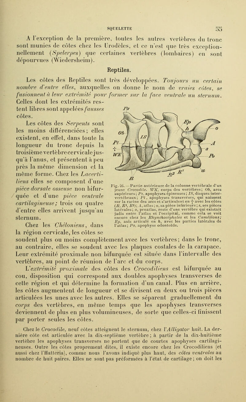 jr^ A l'exception de la première, toutes les autres vertèbres du tronc sont munies de côtes chez les Urodèles, et ce n'est que très exception- nellement {S'pelerpes) que certaines vertèbres (lombaires) en sont dépourvues (Wiedersheim). Reptiles. Les côtes des Reptiles sont très développées. Toujours un certain nombre d'entre elles, auxquelles on donne le nom de vraies côtes, se fusionnent à leur extrémité 'pour former sur la face ventrale un sternum. Celles dont les extrémités res- tent libres sont appelées/at^s.ses côtes. Les côtes des Serpents sont les moins différenciées; elles existent, en effet, dans toute la longueur du tronc depuis la troisième vertèbre cervicale jus- qu'à l'anus, et présentent à peu près la même dimension et la même forme. Chez les Lacerti- liens elles se composent d'une pièce dorsale osseuse non bifur- quée et d'une pièce ventrale cartilagineuse ; trois ou quatre d'entre elles arrivent jusqu'au sternum. Chez les Chéloniens, dans la région cervicale, les côtes se soudent plus ou moins complètement avec les vertèbres; dans le tronc, au contraire, elles se soudent avec les plaques costales de la carapace. Leur extrémité proximale non bifurquée est située dans l'intervalle des vertèbres, au point de réunion de l'arc et du corps. Vextrémité jjroximale des côtes des Crocodiliens est bifurquée au cou, disposition qui correspond aux doubles apophyses transverses de cette région et qui détermine la formation d'un canal. Plus en arrière, les côtes augmentent de longueur et se divisent en deux ou trois pièces articulées les unes avec les autres. Elles se séparent graduellement du corps des vertèbres, en même temps que les apophyses transverses deviennent de plus en plus volumineuses, de sorte que celles-ci finissent par porter seules les côtes. Chez le Crocodile, neuf côtes atteignent le sternum, chez Y Alligator huit. La der- nière côte est articulée avec la dix-septième vertèbre ; à partir de la dix-huitième vertèbre les apophyses transverses ne portent que de courtes apophyses cartilagi- neuses. Outre les côtes proprement dites, il existe encore chez les Crocodiliens (et aussi chez l'flatteria), comme nous l'avons indiqué plus haut, des côtes ventrales au nombre de huit paires. Elles ne sont pas préformées à l'état de cartilage ; on doit les Fig. 4G. — Partie antérieure de la colonne vertébrale d'un jeune Crocodile. Y/K, corps des vertèbres; Oh, arcs supérieurs ; Ps, apophyses épineuses ; IS, disques inter- vertébraux; Pt , apophyses transverses, qui naissent sur la racine des arcs et s'articulent en -J- avec les côtes {R, J?', R^)\ A, atlas ■,u, sa pièce inférieure; s, ses pièces latérales; o, proatlas, reste d'une vertèbre qui existait jadis entre l'atlas et l'occipital, comme cela se voit encore chez les Rhynchocéphales et les Caméléons; Ep, axis articulé en h, avec les parties latérales de l'atlas; Po, apophyse odontoïde.