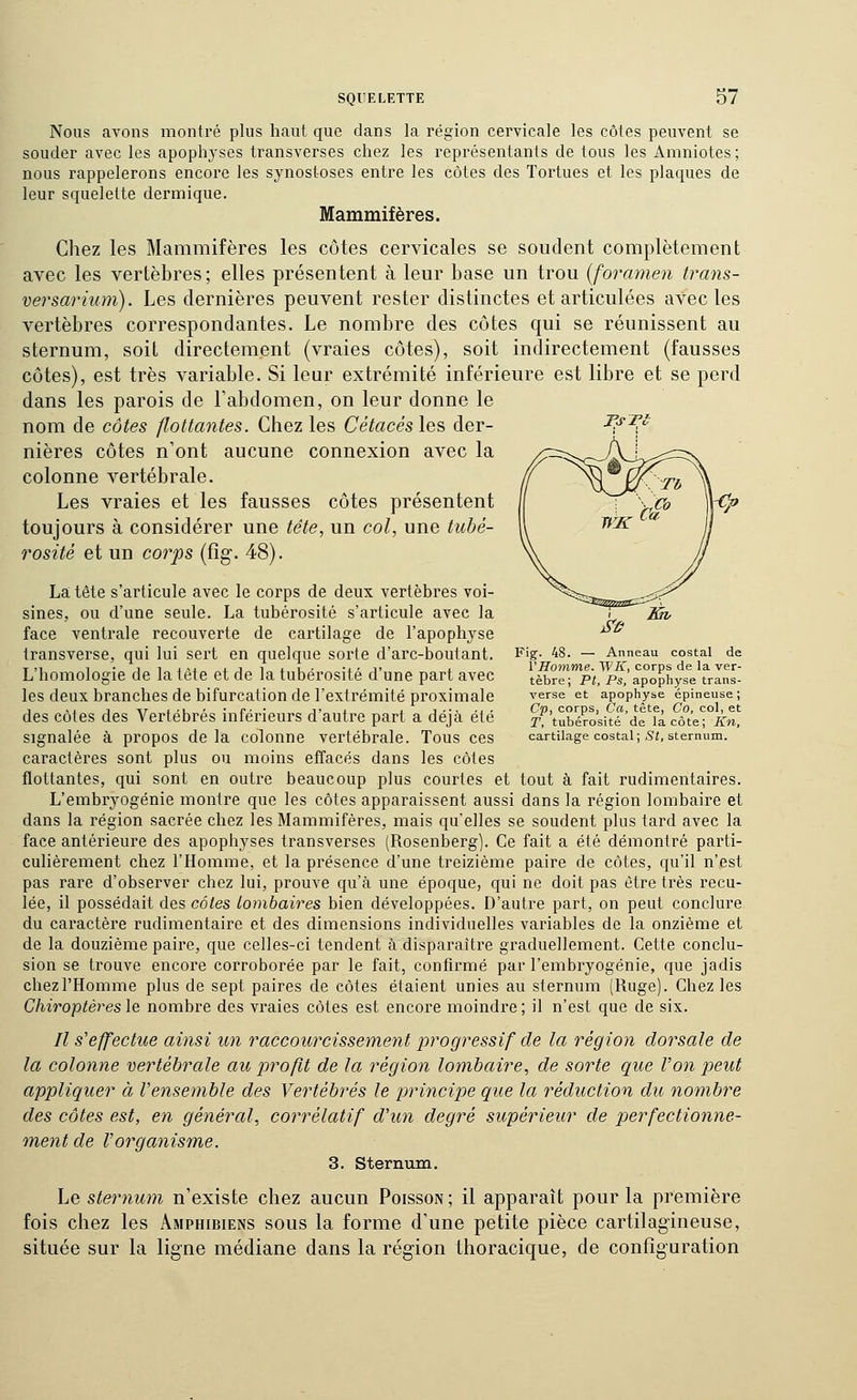 TsFl; Nous avons montré plus haut que dans la région cervicale les côtes peuvent se souder avec les apophj'ses transverses chez les représentants de tous les Amniotes ; nous rappelerons encore les synostoses entre les côtes des Tortues et les plaques de leur squelette dermique. Mammifères. Chez les Mammifères les côtes cervicales se soudent complètement avec les vertèbres; elles présentent à leur base un trou [foramen trans- versarium). Les dernières peuvent rester distinctes et articulées avec les vertèbres correspondantes. Le nombre des côtes qui se réunissent au sternum, soit directement (vraies côtes), soit indirectement (fausses côtes), est très variable. Si leur extrémité inférieure est libre et se perd dans les parois de l'abdomen, on leur donne le nom de côtes flottantes. Chez les Cétacés les der- nières côtes n'ont aucune connexion avec la colonne vertébrale. Les vraies et les fausses côtes présentent toujours à considérer une tête, un col, une tubé- rosité et un corps (fîg. 48). La tête s'articule avec le corps de deux vertèbres voi- sines, ou d'une seule. La tubérosité s'articule avec la face ventrale recouverte de cartilage de l'apophyse transverse, qui lui sert en quelque sorte d'arc-boutant. Fig- 48. — Anneau costal de T >i 1 • 1 1 4 >j t j 1 1 u- -i ' j' L l'ffoTOOTe. W/t, corps de la ver- L homologie de la tête et de la tuberosite d une part avec tèbre; pt, Ps, apophyse trans- ies deux branches de bifurcation de l'extrémité proximale verse et apophyse épineuse; des côtes des Vertébrés inférieurs d'autre part a déjà été rf'tubérosité de \k cit^°kn, signalée à propos delà colonne vertébrale. Tous ces cartilage costal ; 5«, sternum, caractères sont plus ou moins effacés dans les côtes flottantes, qui sont en outre beaucoup plus courtes et tout à fait rudimentaires. L'embryogénie montre que les côtes apparaissent aussi dans la région lombaire et dans la région sacrée chez les Mammifères, mais qu'elles se soudent plus tard avec la face antérieure des apophyses transverses (Rosenberg). Ce fait a été démontré parti- culièrement chez l'Homme, et la présence d'une treizième paire de côtes, qu'il n'est pas rare d'observer chez lui, prouve qu'à une époque, qui ne doit pas être très recu- lée, il possédait des côtes tombaires bien développées. D'autre part, on peut conclure du caractère rudimentaire et des dimensions individuelles variables de la onzième et de la douzième paire, que celles-ci tendent à disparaître graduellement. Cette conclu- sion se trouve encore corroborée par le fait, confirmé par l'embryogénie, que jadis chez l'Homme plus de sept paires de côtes étaient unies au sternum (Ruge). Chez les Chiroptèi^es le nombre des vraies côtes est encore moindre ; il n'est que de six. Il s'effectue ainsi un raccourcissement progressif de la région dorsale de la colonne vertébrale au profit de la région lombaire, de sorte que l'on pieut appliquer à l'ensemble des Vertébrés le principe que la réduction du nombre des côtes est, en général, corrélatif d'un degré supérieur de perfectionne- ment de l'organisme. 3. Sternum, Le sternum n'existe chez aucun Poisson; il apparaît pour la première fois chez les Amphibiens sous la forme d'une petite pièce cartilagineuse, située sur la ligne médiane dans la région thoracique, de configuration