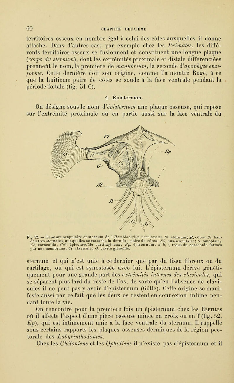 territoires osseux en nombre égal à celui des côtes auxquelles il donne attache. Dans d'autres cas, par exemple chez les Primates, les diffé- rents territoires osseux se fusionnent et constituent une longue plaque {corps du sternum), dont les extrémités proximale et distale différenciées prennent le nom, la première de mcmuhrium, la seconde à'apophyse ensi- forme. Cette dernière doit son origine, comme l'a montré Ruge, à ce que la huitième paire de côtes se soude à la face ventrale pendant la période fœtale (fig. 51 C). 4. Épisternum. On désigne sous le nom à'épisternum une plaque osseuse, qui repose sur l'extrémité proximale ou en partie aussi sur la face ventrale du //W/'/V/V',, Fig 52. — Ceinture scapulaire et sternum de VHemidactylus verrucosus. St, sternum; J2, côtes; Si, ban- delettes sternales, auxquelles se rattache la dernière paire de côtes; SS, sus-scapulaire; S, omoplate; Co, coracoïde ; CoK épicoracoïde cartilagineux; Bp, épisternum; a, 6, c, trous du coracoïde fermés par une membrane; Cl, clavicule; G, cavité glénoïde. sternum et qui n'est unie à ce dernier que par du tissu fibreux ou du cartilage, ou qui est synostosée avec lui. L'épisternum dérive généti- quement pour une grande part des extrémités internes des clavicules, qui se séparent plus tard du reste de l'os, de sorte qu'en l'absence de clavi- cules il ne peut pas y avoir d'épisternum (Gôtte). Cette origine se mani- feste aussi par ce fait que les deux os restent en connexion intime pen- dant toute la vie. On rencontre pour la première fois un épisternum chez les Reptiles oii il affecte l'aspect d'une pièce osseuse mince en croix ou en T (fig. 52, Ep), qui est intimement unie à la face ventrale du sternum. Il rappelle sous certains rapports les plaques osseuses dermiques de la région pec- torale des Labyrinthodontes. Chez les Chéloniens et les Ophidiens il n'existe pas d'épisternum et il