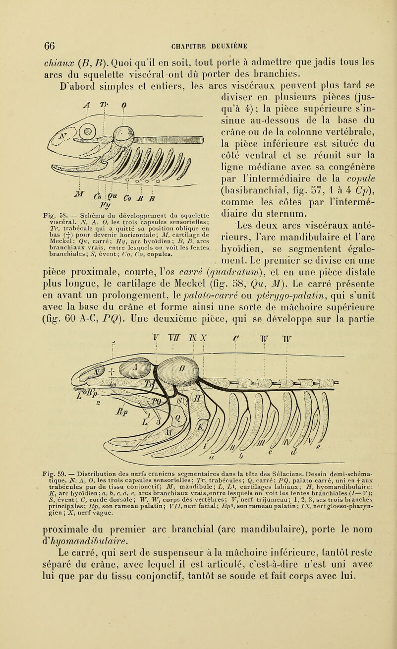 chiaux {B, B). Quoi qu'il en soit, tout porte à admettre que jadis tous les arcs du squelette viscéral ont dû porter des branchies. D'abord simples et entiers, les arcs viscéraux peuvent plus tard se diviser en plusieurs pièces (jus- qu'à 4) ; la pièce supérieure s'in- sinue au-dessous de la base du crâne ou de la colonne vertébrale, la pièce inférieure est située du côté ventral et se réunit sur la lig-ne médiane avec sa congénère par l'intermédiaire de la copule (basibranchial, fîg. 57, 1 à 4 Cp), comme les côtes par l'intermé- diaire du sternum. Les deux arcs viscéraux anté- rieurs, l'arc mandibulaire et l'arc hyoïdien, se segmentent égale- ment. Le premier se divise en une pièce proximale, courte, l'os ca7Té [qiiadratum), et en une pièce distale plus longue, le cartilage de Meckel (fig. 58, Qu, M). Le carré présente en avant un prolongement, \&palato-carré ou ptérygo-palatin, qui s'unit avec la base du crâne et forme ainsi une sorte de mâchoire supérieure (fig. 60 A-C, PQ). Une deuxième pièce, qui se développe sur la partie Fig. 5S. — Schéma du développement du squelette viscéral. N, A, 0, les trois capsules sensorielles; Tr, trabécule qui a quitté sa position oblique en bas (-J-) pour devenir horizontale; M, cartilage de Meckel; Qu, carré; Ht/, arc hyoïdien; B, B, arcs branchiaux vrais, entre lesquels on voit les fentes branchiales; S, évent; Co, Co, copules. Fig. 59. — Distribution des nerfs crâniens segmentaires dans la tête des Sélaciens. Dessin demi-schéma- tique. A''. A, 0, les trois capsules sensorielles; Tr, trabécules; Q, carré; PQ, palato-carré, uni en faux trabécules par du tissu conjonctif; M, mandibule; L, L^, cartilages labiaux; H, hyomandibulaire; K, arc hyoïdien; a, b, c, d, e, arcs branchiaux vrais,entre lesquels on voit les fentes branchiales (7— F); S, évent; C, corde dorsale; W, W, corps des vertèbres; V, nerf trijumeau; 1, 2, 3, ses trois branche» principales ; Rp, son rameau palatin ; VII, nerf facial ; Rp^, son rameau palatin ; IX, nerf glosso-pharyn- gien ; A', nerf vague. proximale du premier arc branchial (arc mandibulaire), porte le nom à.'h]]omandibulaire. Le carré, qui sert de suspenseur à la mâchoire inférieure, tantôt reste séparé du crâne, avec lequel il est articulé, c'est-à-dire n'est uni avec lui que par du tissu conjonctif, tantôt se soude et fait corps avec lui.