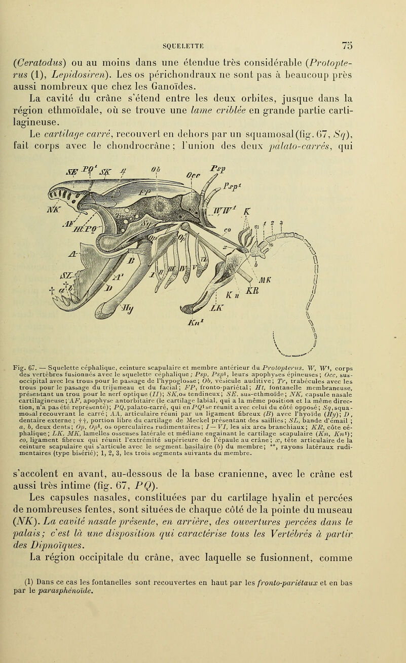 (Ceratodus) ou au moins dans une étendue très considérable {Protopte- rus (1), Lepidosh'en). Les os périchondraux ne sont pas à beaucoup près aussi nombreux que chez les Ganoïdes. La cavité du crâne s'étend entre les deux orbites, jusque dans la région ethmoïdale, oii se trouve une lame criblée en grande partie carti- lagineuse. Le cartilage carré, recouvert en dehors par un squamosal(fig. 67, *S'g), fait corps avec le chondrocràne ; Funion des deux j^alato-carrés, qui SE ^^'^ S^ 4 MK XR Kn' I \ Fi^. 67. — Squelette céphalique, ceinture scapulaireet membre antérieur da Prol02]teriis. W, W, corps des vertèbres fusionnés avec le squelette céphalique; PsjJ, Pspi, leurs apophyaes épineuses; Occ, sus- occipital avec les trous pour le passage de l'hypoglosse; Ob, vésicule auditive; Tr, trabécules avec les trous pour le passage du trijumeau et du facial; FF, fronto-pariétal ; Ht, fontanelle membraneuse, présentant un trou pour le nerf optique (//); -S7l,os tendineux; SE. sus-ethmoïde; NK, capsule nasale cartilagineuse ;'Ai^, apophyse antorbitaire (le cartilage labial, qui a la même position et la même direc- tion, n'a pasété représenté); P£^,palato-carré, qui enPQise réunit avec celui du côté opposé; Sq,squa.- mooal recouvrant le carré; AA, articulaire réuni par un ligament fibreux (B) avec l'hyoïde (Hy); D, dentaire externe ; ff, portion libre du cartilage de Meckel présentant des saillies; SL, bande d'émail ; a, b, deux dents; Op, Op^, os operculaires rudimentaires; I—VI, les six arcs branchiaux; KR, côte cé- phalique; LK, MK, lamelles osseuses latérale et médiane engainant le cartilage scapulaire (Kn, Kn^); co, ligament fibreux qui réunit l'extrémité supérieure de l'épaule au crâne ; a;, tête articulaire de la ceinture scapulaire qui s'articule avec le segment basilaire (6) du membre; **, rayons latéraux rudi- mentaires (type bisérié); 1, 2, 3, les trois segments suivants du membre. s'accolent en avant, au-dessous de la base crânienne, avec le crâne est aussi très intime (fîg. 67, PQ). Les capsules nasales, constituées par du cartilage hyalin et percées de nombreuses fentes, sont situées de chaque côté de la pointe du museau {NK). La cavité nasale présente, en arrière, des ouvertures percées dans le jdalais; cest là une disposition qui caractérise tous les Vertébrés à partir, des Dipnoïques. La région occipitale du crâne, avec laquelle se fusionnent, comme (1) Dans ce cas les fontanelles sont recouvertes en haut par les fronto-pariétaux et en bas par le parasphénoïde.