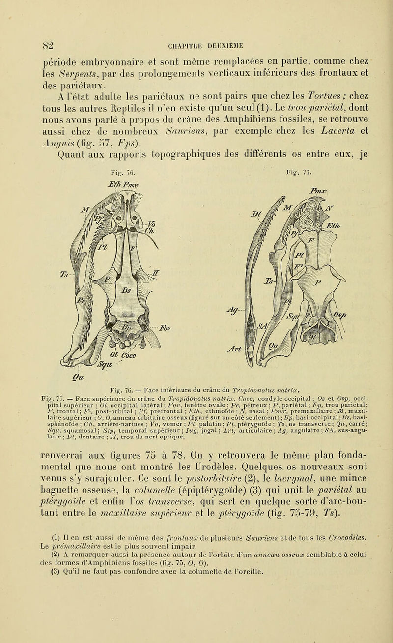 période embryonnaire et sont même remplacées en partie, comme chez les Serpeiits, par des prolongements verticaux inférieurs des frontaux et des pariétaux. A l'état adulte les pariétaux ne sont pairs que chez les Tortues; chez tous les autres Reptiles il n'en existe qu'un seul(l). Le trou pariétal, dont nous avons parlé à propos du crâne des Amphibiens fossiles, se retrouve aussi chez de nombreux Sauriens, par exemple chez les Lacerta et Auguis{û^. 57, Fps). Quant aux rapports topographiques des différents os entre eux, je Fig. 77. JP/nje Fov Fig. 76. — Face inférieure du crâne du Tropidonotus natrix, Fig. 77. — Face supérieure du crâne du Tropidonotus natrix. Coco, condyle occipital; Os et Osp, occi- pital supérieur ; 01, occipital latéral ; Fov, fenêtre ovale ; Pe, pétreux ; P, pariétal ; Fp, trou pariétal; F, frontal ; F^, post-orbital ; Pf, prétrontal ; Eth, ethmoïde ; JV, nasal ; Pmx, prémaxillaire ; M, maxil- laire supérieur ;0,0, anneau orbitaire osseux (figuré sur un côté seidement) ;£^,baii-occipital;Bs, basi- spliénoïde ; Ch, arrière-narines; Vo, \om&v ; PI, palatin ; P/, ptérygoïde ; Ts,os. transverte; Qw, carré ; Squ, squamosal; Slp, temporal supérieur ;/m^, jugal ; Art, articulaire ; A£f, angulaire ; (S'A, sus-angu- laire ; jbt, dentaire ; //, trou du nerf optique. renverrai aux figures 75 à 78. On y retrouvera le même plan fonda- mental que nous ont montré les Urodèles. Quelques, os nouveaux sont venus s'y surajouter. Ce sont le postorbitaire (2), le lacry^nal, une mince baguette osseuse, la columelle (épiptérygoïde) (3) qui unit le pariétal au ptérygoïde et enfin l'os transverse, qui sert en quelque sorte d'arc-bou- tant entre le maxillaire supérieur et le ptérygoïde (fig. 75-79, Ts). (1) Il en est aussi de même des frontaux de plusieurs Sauriens et de tous les Crocodiles. Le prémaxiUaire est le plus souvent impair. (2) A remarquer aussi la présence autour de l'orbite d'un anneau osseux semblable à celui des formes d'Amphibiens fossiles (fig. 75, 0, 0). (3) Uu'il ne faut pas confondre avec la columelle de l'oreille.