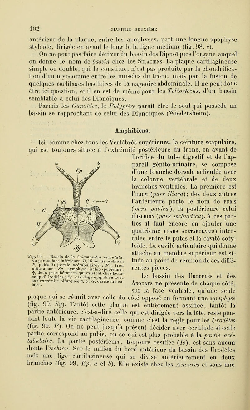 antérieur de la plaque, entre les apophyses, part une longue apophyse styloïde, dirigée en avant le long de la ligne médiane (fig. 98, c). Qn ne peut pas faire dériver du bassin des Dipnoïques l'organe auquel on donne le nom de bassin chez les Sélaciens. La plaque cartilagineuse, simple ou double, qui le constitue, n'est pas produite par la chondrifica- tion d'un myocomme entre les muscles du tronc, mais par la fusion de quelques cartilages basilaires de la nageoire abdominale. Il ne peut donc être ici question, et il en est de même pour les Téléostéens, d'un bassin semblable à celui des Dipnoïques. Parmis les Ganoïdes, le Polijptère paraît être le seul qui possède un bassin se rapprochant de celui dés Dipnoïques (Wiedersheim). Amphibiens. Ici, comme chez tous les Vertébrés supérieurs, la ceinture scapulaire, qui est toujours située à l'extrémité postérieure du tronc, en avant de Forifîce du tube digestif et de l'ap- pareil génito-urinaire, se compose d'une branche dorsale articulée avec la colonne vertébrale et de deux branches ventrales. La première est l'iLiuM {pars iliaca) ; des deux autres l'antérieure porte le nom de pubis {jmrs pubica), la postérieure celui d'iscHioN {'pars ischiadica). A ces par- ties il faut encore en ajouter une quatrième (pars acetabularis) inter- calée entre le pubis et la cavité coty- loïde. La cavité articulaire qui donne attache au membre supérieur est si- tuée au point de réunion de ces diffé- rentes pièces. Le bassin des Urodèles et des Anoures ne présente de chaque côté, sur la face ventrale, qu'une seule plaque qui se réunit avec celle du côté opposé en formant une symphyse (fig. 99, .S'y). Tantôt cette plaque est entièrement ossifiée, tantôt la partie antérieure, c'est-à-dire celle qui est dirigée vers la tête, reste pen- dant toute la vie cartilagineuse, comme c'est la règle pour les Urodèles (fig. 99, P). On ne peut jusqu'à présent décider avec certitude si cette partie correspond au pubis, ou ce qui est plus probable à la partie acé- tabulaire. La partie postérieure, toujours ossifiée {Is), est sans aucun doute Vischion. Sur le milieu du bord antérieur du bassin des Urodèles naît une tige cartilagineuse qui se divise antérieurement en deux branches (fig. 99, Ep, a et b). Elle existe chez les Anoures et sous une Fig-. 99. — Bassin de la Salamandra maculata, vu par sa face inférieure. Il, ilium ; 7s, ischion ; P, pubis (?) (partie acétabulaire?) ; Fo , trou obturateur; Sy, symphyse ischio-pubienne ; •J-, deux protubérances qui existent chez beau- coup d'Urodèles ; Ep, cartilage épipubien avec son extrémité bifurquée a, b ; G, cavité articu- laire.