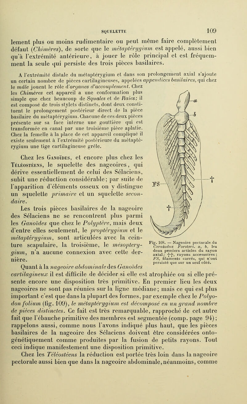 t lement plus ou moins rudimentaire ou peut même faire complètement défaut {Chimères), de sorte que le métaptérygium est appelé, aussi bien qu'à l'extrémité antérieure, à jouer le rôle principal et est fréquem- ment la seule qui persiste des trois pièces basilaires. A l'extrémité distale du métaptérygium et dans son prolongement axial s'ajoute un certain nombre de pièces cartilagineuses, appelées appenf/icesèasi/aires, qui chez le mâle jouent le rôle ûlorganes d'accouplement. Chez les Chimères cet appareil a une conformation plus simple que chez beaucoup de Squales et de Raies; il est composé de trois stylets distincts, dont deux consti- tuent le prolongement postérieur direct de la pièce basilaire du métaptérygium. Chacune de ces deux pièces présente sur sa face interne une gouttière qui est transformée en canal par une troisième pièce aplatie. Chez la fenaelle à la place de cet appareil compliqué il existe seulement à l'extrémité postérieure du métapté- rygium une tige cartilagineuse grêle. Chez les Ganoïdes, et encore plus chez les Téléostéens, le squelette des nageoires, qui dérive essentiellement de celui des Sélaciens, subit une réduction considérable ; par suite de l'apparition d'éléments osseux on y distingue un squelette ^jr?m«/re et un squelette secon- daire. Les trois pièces basilaires de la nageoire des Sélaciens ne se rencontrent plus parmi les Ganoïdes que chez le PolyjJtère, mais deux d'entre elles seulement, le projjtérygitim et le méta'ptérijgium, sont articulées avec la cein- ture scapulaire, la troisième, le jnésoptery- gium, n'a aucune connexion avec cette der- nière. Quant à la nageoire abdominale des Ganoïdes cartilagineux il est difficile de décider si elle est atrophiée ou si elle pré- sente encore une disposition très primitive. En premier lieu les deux nageoires ne sont pas réunies sur la ligne médiane; mais ce qui est plus important c'est que dans la plupart des formes, par exemple chez le Polyo- don folium (fig. 109), le tnétaptérygium est décomposé eii un grand nombre de pièces distinctes. Ce fait est très remarquable, rapproché de cet autre fait que l'ébauche primitive des membres est segmentée (comp. page 94) ; rappelons aussi, comme nous l'avons indiqué plus haut, que les pièces basilaires de la nageoire des Sélaciens doivent être considérées onto- génétiquement comme produites par la fusion de petits rayons. Tout ceci indique manifestement une disposition primitive. Chez les Téléostéens la réduction est portée très loin dans la nageoire pectorale aussi bien que dans la nageoire abdominale,néanmoins, comme Fig. 108. — Nageoire pectorale du Ceratudus Forsteri. a, b, les deux pemiers articles du rayon axial; -J]-, rayons accessoires; FS, filaments carrés, qui n'ont persisté que sur un seul côté.