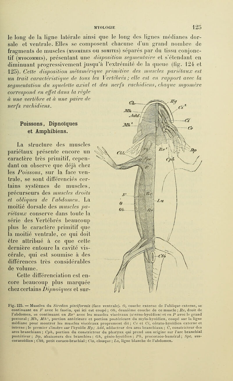 le long de la ligne latérale ainsi que le long des lignes médianes dor- sale et ventrale. Elles se composent chacune d'un grand nombre de fragments de muscles (myomèues ou somites) séparés par du tissu conjonc- tif (myocommes), présentant une disposition segmentaire et s'étendant en diminuant progressivement jusqu'à l'extrémité de la queue (fig. 124 et 125). Cette disposition métamérique primitive des muscles pariétaux est un trait caractéristique de tous les Vertébrés ; elle est en lYipport avec la segmentatio7i du squelette axial et des nerfs rachidiens, chaque myomère correspond en effet dans la règle à une vertèbre et à une piaire de nerfs rachidiens. Poissons, Dipnoïques et Amphibiens. La structure des muscles pariétaux présente encore un caractère très primitif, cepen- dant on observe que déjà chez les Poissons, sur la face ven- trale, se sont différenciés cer- tains systèmes de muscles, précurseurs des muscles droits et obliques de Vabdomen. La moitié dorsale des muscles pa- riétaux conserve dans toute la série des Vertébrés beaucoup plus le caractère primitif que la moitié ventrale, ce qui doit être attribué à ce que cette dernière entoure la cavité vis- cérale, qui est soumise à des différences très considérables de volume. Cette différenciation est en- core beaucoup plus marquée chez certains Dipnoïques et sur- Fig. 125. — Muscles du Siredon pisciformis (face ventrale). 0, couche externe de l'oblique externe, se continuant en F avec le fascia, qui ici est coupé ; Ob, deuxième couche de ce muscle ; Re, droit de l'abdomen, se continuant en Re^ avec les muscles viscéraux (s'erno-hyoïdien) et en P avec le grand pectoral; Mh, Mh^, portion antérieure et portion postérieure du mylo-hyoïdien, coupé sur la ligne médiane pour montrer les muscles viscéraux proprement dit ; Ce et Ci, cérato-hyoïdien externe et interne ; le premier s'insère sur l'hyoïde Hy; Add, adducteur des arcs branchiaux ; C, constricteur des arcs branchiaux ; Qj/i, portion du constricteur du pharynx qui prend son origine sur l'arc branchial postérieur; Dj;, abaisseurs des branchies; Gh, génio-hyoïdien ; PJ>, procoraco-huméral ; S20C, sus- coracoïdien ; Cbb, petit coraco-brachial ; Clo, cloaque ; La, ligne blanche de l'abdomen.