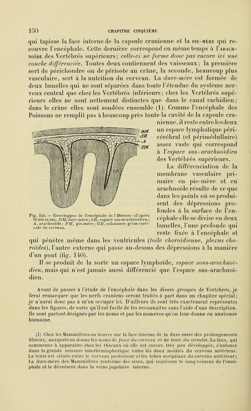 qui tapisse la face interne de la capsule crânienne et la pie-mère qui re- couvre Fencéphale. Celte dernière correspond en même temps à Farach- NOÏDE des Vertébrés supérieurs ; celle-ci ne forme donc pas encore ici une couche différenciée. Toutes deux contiennent des vaisseaux ; la première sert de périchondre ou de périoste au crâne, la seconde, beaucoup plus vasculaire, sert à la nutrition du cerveau. La dure-mèi^e est formée de deux lamelles qui ne sont séparées dans toute l'étendue du système ner- veux central que chez les Vertébrés inférieurs; chez les Vertébrés supé- rieurs elles ne sont nettement distinctes que dans le canal rachidien ; dans le crâne elles sont soudées ensemble (1). Comme l'encéphale des Poissons ne remplit pas à beaucoup près toute la cavité de la capsule crâ- nienne,il reste entre lesdeux un espace lymphatique péri- cérébral (et périmédullaire) assez vaste qui correspond à Vespace sus - arachnoïdien des Vertébrés supérieurs. La difîérenciation de la membrane vasculaire pri- maire en pie-mère et en arachnoïde résulte de ce que dans les points où se produi- sent des dépressions pro- fondes à la surface de l'en- céphale elle se divise en deux lamelles, l'une profonde qui reste fixée à l'encéphale et qui pénètre même dans les ventricules {toile choroïdienne, plexus cho- roïdes), l'autre externe qui passe au-dessus des dépressions à la manière d'un pont (fig. 140). Il se produit de la sorte un espace lymphoïde, espace sous-arachnoï- dien, mdiis qui n'est jamais aussi différencié que l'espace sus-arachnoï- dien. Fig. 140. — Enveloppes de l'encéphale de VHomme (d'après SCHWALBE). DM,dure-mère; SR, espace sus-arachnoïdien ; A, arachnoïde ; PM, pie-mère ; GR, substance grise corti- cale du cerveau. Avant de passer à l'étude de l'encéphale dans les divers groupes de Vertébrés, je ferai remarquer que les nerfs crâniens seront traités à part dans un chapitre spécial; je n'aurai donc pas à m'en occuper ici. D'ailleurs ils sont très exactement représentés dans les figures, de sorte qu'il est facile de les reconnaître sans l'aide d'une description. Ils sont partout désignés par les noms et par les numéros qu'on leur donne en anatomie humaine. (1) Chez les Mammifères on trouve sur la face interne de ,1a dure-mère des prolongements fibreux, auxquels on donne les noms de faux du cerveau et de tente du cervelet. La faux, qui commence à apparaître chez les Oiseaux où elle est encore très peu développée, s'enfonce dans la grande scissure interhèmisphérique entre les deux moitiés du cerveau antérieui. La tente est située entre le cerveau postérieur et les lobes occipitaux du cerveau antérieur; La dure-mère des Mammifères renferme des sinus, qui reçoivent le sang veineux de l'encé- phale et le déversent dans la veine jugulaire interne.