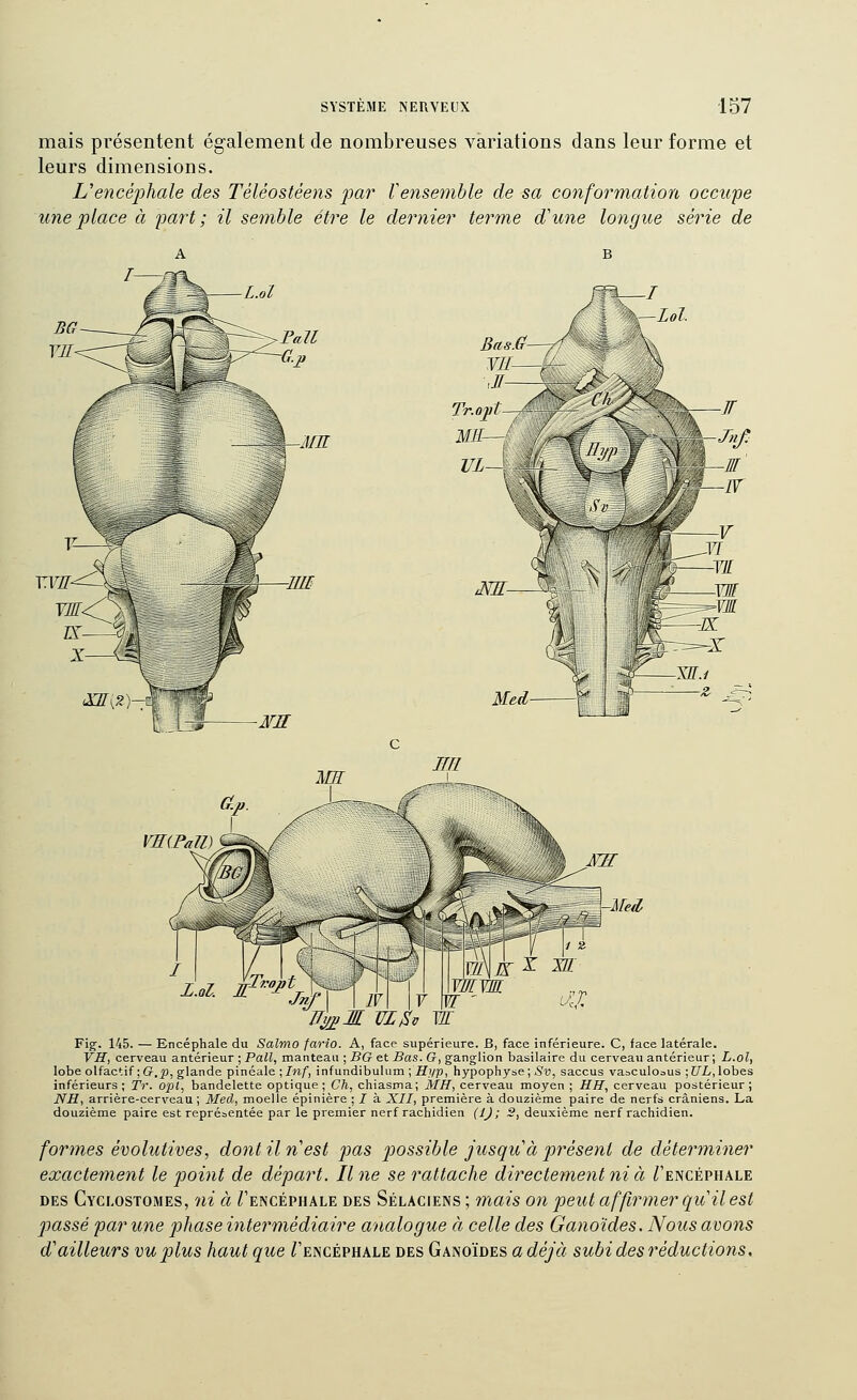 mais présentent également de nombreuses variations dans leur forme et leurs dimensions. Uencéphale des Téléostéens par Vensemble de sa conformation occupe une place à part ; il semble être le dernier terme d'une longue série de J/E Y.m- Bas.ff—r^ JII- im JIH VEŒall) Uif^M VL^v W Fig. 145. — Encéphale du Salmo fario. A, face supérieure. B, face inférieure. C, face latérale. VH, cerveau antérieur ; Pall, manteau ; BG et Bas. G, ganglion basilaire du cerveau antérieur; L.ol, lobe olfactif ;Cr,25, glande pinéale ;/«/, infundibulum ; fi'yp, hypophyse ; 5», saccus vabculoaus ;[///,lobes inférieurs; Tr. opt, bandelette optique; Ch, chiasma; MH, cerveau moyen ; HH, cerveau postérieur; NH, arrière-cerveau; Med, moelle épinière ; / à XII, première à douzième paire de nerfs crâniens. La douzième paire est représentée par le premier nerf rachidien (IJ; S, deuxième nerf rachidien. formes évolutives, dont Un est pas p)ossible jusqu'à présent de déterminer exactement le point de départ. Une se rattache directement ni à Tencéphale DES Cyclostomes, ni à Tencéphale des Sélaciens; mais 07i peut affirmer qu'il est passé par ime phase intermédiaire analogue à celle des Ganoïdes. Nous avons d'ailleurs vu plus haut que Tencéphale des Ganoïdes a cJeyà subi des réductions.