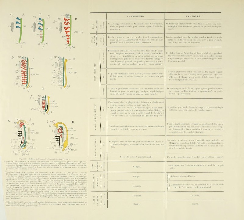 ANAMNIENS AMNIOTES =H So ili-volo]i|in olicz Ions 1rs Aiiainiiiens sauf rAiiipliinxiis. mais tic iiLTsisti nullo [lart coiiiim* appnri'il iiriimirc |iM-iii;iii.-nl, Se dcvelo s-almi ppe probablement chez tous les Amnîules. mais lie complctcmcut pciulaul la périmlc cmbrviin- ;;ï J l'.rM,h> iirjiiilaiil Il- l;i vii'rliiv lous le, .Viianiiiù'iis. III.lis oiiliv scrondaii-cinonl on rnpiiorl avcr !.• n-iii |ii iiiiilir, ilmil il ilrvioiil If canal cxciT'Ienr. .-iiln- Mri.niljiircnient PU rapport avec le rein [iciiinlir. diail il .leviciil le canal excréteur. : Fiiiirliniiiic iipiiiliuil toiilo la vit- clicz Ions les Poisson^ saur rAm|iliin\us i-nmnio slanilo iiriiiaiiT. Illipi les Scla- 1,1 |„Ti dispai ra]ipa ait en grande [larlie: le cesie eiiliccu cappurl avec cil géiiilal § s.i |i(iHi.' |inixiiiiali> luniio ri-|iiiliiljinc Iniil onlifr. mais iiiiliL Sa parti clVére licdici iliilvn liroximalc rornic le réseau de Huiler, les eauaiix Is. la Icle de Icpiiliilymc cl peut-être flndalidc lée de Morgagui ; sa partie dislale riutnc le para- c (organe de (liraldés). = Sa partie proxiniale eorrosponil au parovaîi'C, mais seii- lenieiil au piiiiil ilc vae lopograpliique; pliysiologii|tie- iiii'iil clip rcsio eiiciifc un vcnlaMe l'oin |u-imilir. Sa porli on prnxîmale forme la plusgvande partie ilu parc- ciirps de Roscnutiillci' nu cpiiiiplniriin), sa pai'lie ''■' 1- \ canal sccuntlairc du relu primitif (canal de Leydig), il sert de canal cxcrèleurcommun de l'urine et du sperme. Sa ptirl did.ri on prosimale forme le corps cl la ipicuc ilclepi- e. sa portion ilistale le canal déférent. ^ rMUiliiinnc cxclusivcineni coinnic canal cxcréicur du rein {ii'iiiiilir. c'csi-à-illrr c iii'cli.n.. llans la proxi lie 11 régie dis|iar«ll presque coniplclement. Sa partie iiale forme une sorte de canal collecteur du ciirps iscnniidlçr. llans cei'Iains il persisie eu tolalilé el liiealiirs le laniil île r.arlner. = i S'alrijpiiic dans la période post-embryonnaire; mais est cependant toujours rcconnaissable dans toute son éten- due. Sa pur .Sloiv tioni liluc le |.ir,\MiMli. Iniiiie l'hydalidc non pédieidcc de rie • 1 1 Il-laie l'utriculeproslalifiue. lixcep- II' lin ni il [Il -i-te daus touté SOU élcuduc et eons- uni il., li.illike. - fn|.|ii.. je lon.liiil génital renictlo ilciiiiie. iilénis cl vagin. : : 1 Se ilcieli Mir leNliviiii ^Iiilc ilii e; ilii 1 |.ri- iiiilil' (î .»l«i,.,uc. = ï !î N M.i,i,|,ic, il T^^::zzzi:^z:T'''^''^'' Testicule. ■fcstienlc. Ovaire. llvaire.