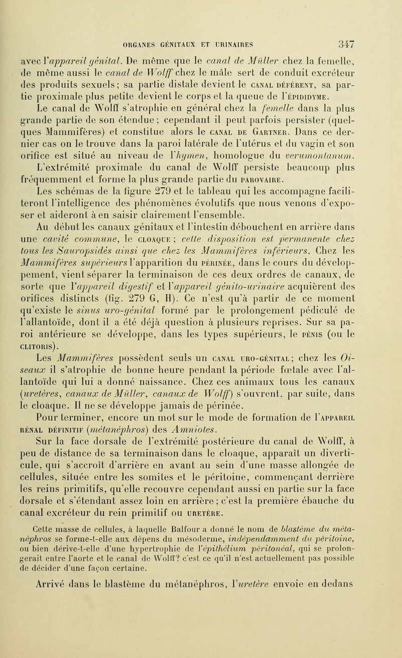 nyidO^Vappareil génital. De même que le canal de Millier chez la femelle, de même aussi le canal de Wolff chez le mâle sert de conduit excréteur des produits sexuels ; sa partie distale devient le canal déférent, sa par- tie proximale plus petite devient le corps et la queue de Fépididyme. Le canal de Wolfî s'atrophie en général chez la femelle dans la plus grande partie de son étendue ; cependant il peut parfois persister (quel- ques Mammifères) et constitue alors le canal de Gartner. Dans ce der- nier cas on le trouve dans la paroi latérale de l'utérus et du vagin et son orifice est situé au niveau de Vhymen, homologue du verumontanum. L'extrémité proximale du canal de Wolff persiste beaucoup plus fréquemment et forme la plus grande partie du parovaire. Les schémas de la figure 279 et le tableau qui les accompagne facili- teront l'intelligence des phénomènes évolutifs que nous venons d'expo- ser et aideront à en saisir clairement l'ensemble. Au début les canaux génitaux et l'intestin débouchent en arrière dans une cavité commime, le cloaque ; cette disjjosition est permanente chez tous les Sauropsidés ainsi que chez les Mam7nifè7''es inférieurs. Chez les Mammifères si^jjeWetws l'apparition du périnée, dans le cours du dévelop- pement, vient séparer la terminaison de ces deux ordres de canaux, de sorte que Vappareil digestif et Vappareil génito-urinaire acquièrent des orifices distincts (fîg. 279 G, H). Ce n'est qu'à partir de ce moment qu'existe le sinus uro-génital formé par le prolongement pédicule de l'allantoïde, dont il a été déjà question à plusieurs reprises. Sur sa pa- roi antérieure se développe, dans les types supérieurs, le pénis (ou le clitoris). Les Mammifères possèdent seuls un canal uro-génital; chez les Oi- seaux il s'atrophie de bonne heure pendant la période fœtale avec l'al- lantoïde qui lui a donné naissance. Chez ces animaux tous les canaux [uretères, canaux de Millier, canaux de Wolff) s'ouvrent, par suite, dans le cloaque. Il ne se développe jamais de périnée. Pour terminer, encore un mot sur le mode de formation de I'appareil rénal définitif [métanéphros) des Amniotes. Sur la face dorsale de l'extrémité postérieure du canal de Wolff, à peu de distance de sa terminaison dans le cloaque, apparaît un diverti- cule, qui s'accroît d'arrière en avant au sein d'une masse allongée de cellules, située entre les somites et le péritoine, commençant derrière les reins primitifs, qu'elle recouvre cependant aussi en partie sur la face dorsale et s'étendant assez loin en arrière ; c'est la première ébauche du canal excréteur du rein primitif ou uretère. Cette masse de cellules, à laquelle Balfour a donné le nom de blastème du méta- néphros se forme-t-elle aux dépens du mésoderme, indépendam,ment du péritoine, ou bien dérive-t-elle d'une hypertrophie de Yépilhélium péritonéal, qui se prolon- gerait entre l'aorte et le canal de Wolff? c'est ce qu'il n'est actuellement pas possible de décider d'une façon certaine. Arrivé dans le blastème du métanéphros, Wùretère envoie en dedans