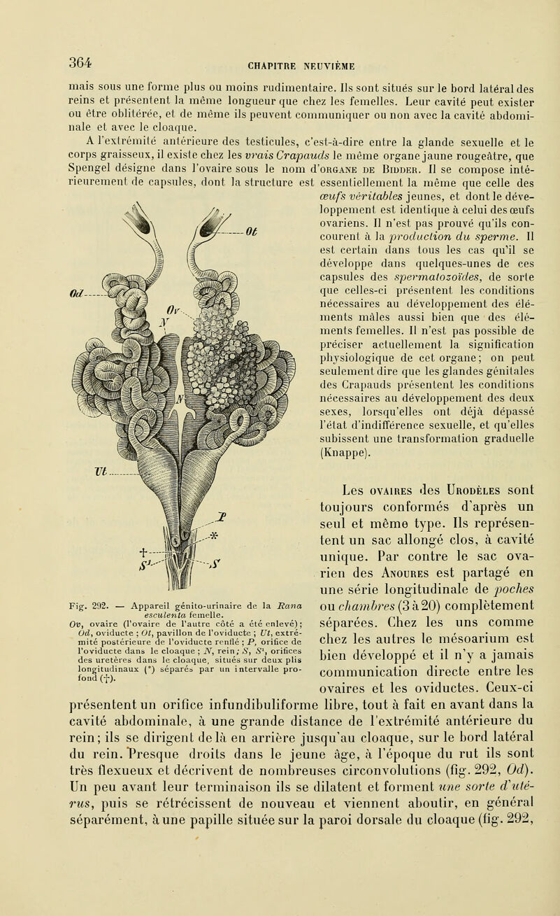 mais sous une forme plus ou moins rudimentaire. Ils sont situés sur le bord latéral des reins et présentent la même longueur que chez les femelles. Leur cavité peut exister ou être oblitérée, et de même ils peuvent communiquer ou non avec la cavité abdomi- nale et avec le cloaque. A l'extrémité antérieure des testicules, c'est-à-dire entre la glande sexuelle et le corps graisseux, il existe chez les vrais Crapauds le même organe jaune rougeàtre, que Spengel désigne dans l'ovaire sous le nom d'oRGANE de Bidder. Il se compose inté- rieurement de capsules, dont la structure est essentiellement la même que celle des œufs véritables jeunes, et dont le déve- loppement est identique à celui des œufs ovariens. Il n'est pas prouvé qu'ils con- courent à la produclion du sperme. Il est certain dans tous les cas qu'il se développe dans quelques-unes de ces capsules des spermatozoïdes, de sorte que celles-ci présentent les conditions nécessaires au développement des élé- ments mâles aussi bien que des élé- ments femelles. Il n'est pas possible de préciser actuellement la signification physiologique de cet organe; on peut seulement dire que les glandes génitales des Crapauds présentent les conditions nécessaires au développement des deux sexes, lorsqu'elles ont déjà dépassé l'état d'indilîérence sexuelle, et qu'elles subissent une transformation graduelle (Knappe). Les OVAIRES des Urodèles sont toujours conformés d'après un seul et même type. Ils représen- tent un sac allongé clos, à cavité unique. Par contre le sac ova- rien des Anoures est partagé en une série longitudinale de poches ou chambres (3 à20) complètement séparées. Chez les uns comme chez les autres le mésoarium est bien développé et il n'y a jamais communication directe entre les ovaires et les oviductes. Ceux-ci présentent un orifice infundibuliforme libre, tout à fait en avant dans la cavité abdominale, à une grande distance de l'extrémité antérieure du rein; ils se dirigent delà en arrière jusqu'au cloaque, sur le bord latéral du rein. Presque droits dans le jeune âge, à l'époque du rut ils sont très flexueux et décrivent de nombreuses circonvolutions (fig. 292, Od). Un peu avant leur terminaison ils se dilatent et forment une sorte cCuté- rus, puis se rétrécissent de nouveau et viennent aboutir, en général séparément, aune papille située sur la paroi dorsale du cloaque (fig. 292, Fig. 292. — Appareil génito-urinaire de la Rana esculenta femelle. Ol5, ovaire (l'ovaire de l'autre côté a été enlevé) ; Od, oviducte ; Ot, pavillon de l'oviducte ; Ut, extré- mité postérieure de l'oviducte renflé ; P, orifice de l'oviducte dans le cloaque ; N, rein; S, 5', orifices des uretères dans le cloaque, situés sur deux plis longitudinaux (*) séparés par un intervalle pro- fond (t).